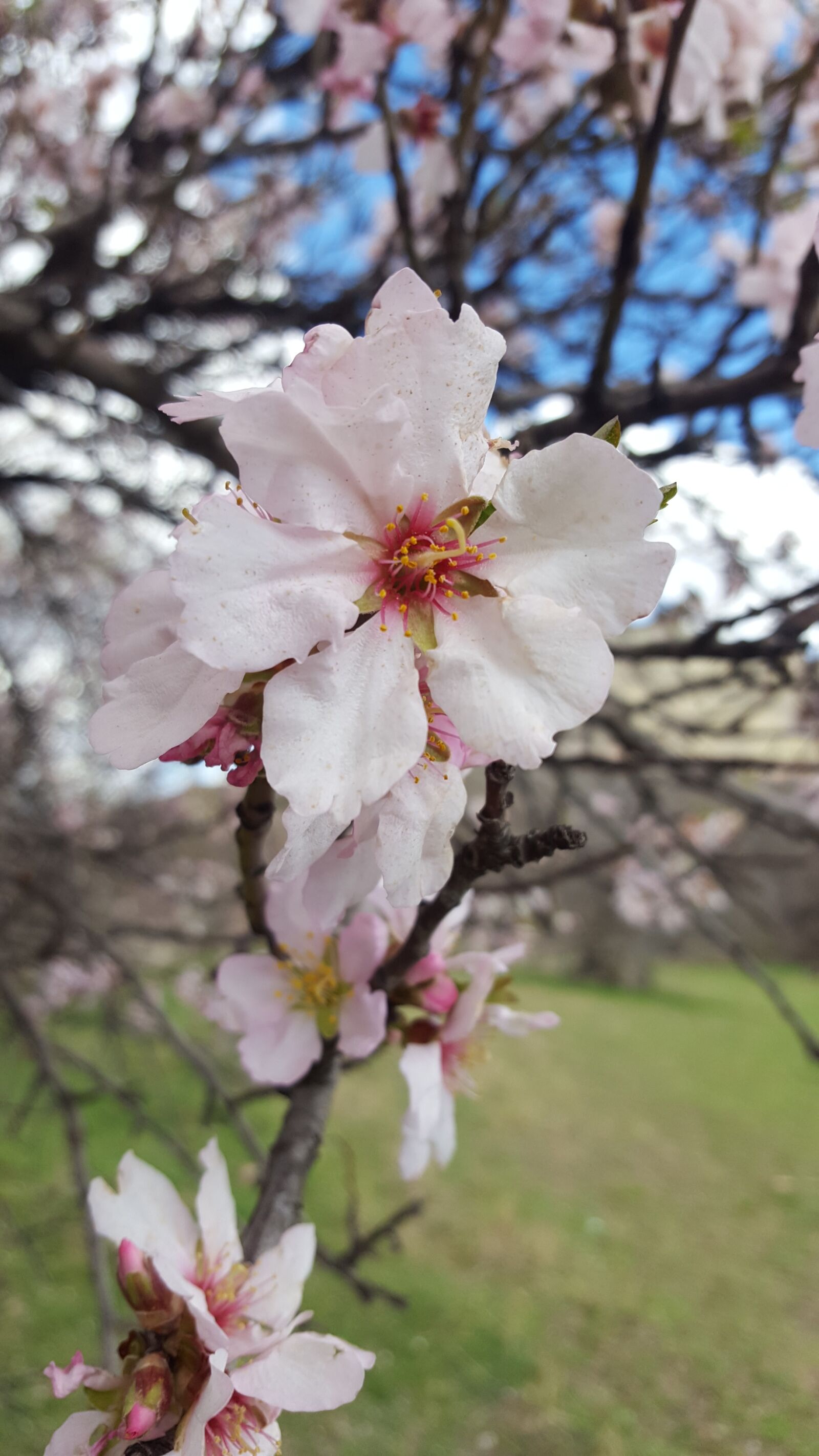 Samsung Galaxy S6 sample photo. Flower, tree, branch photography