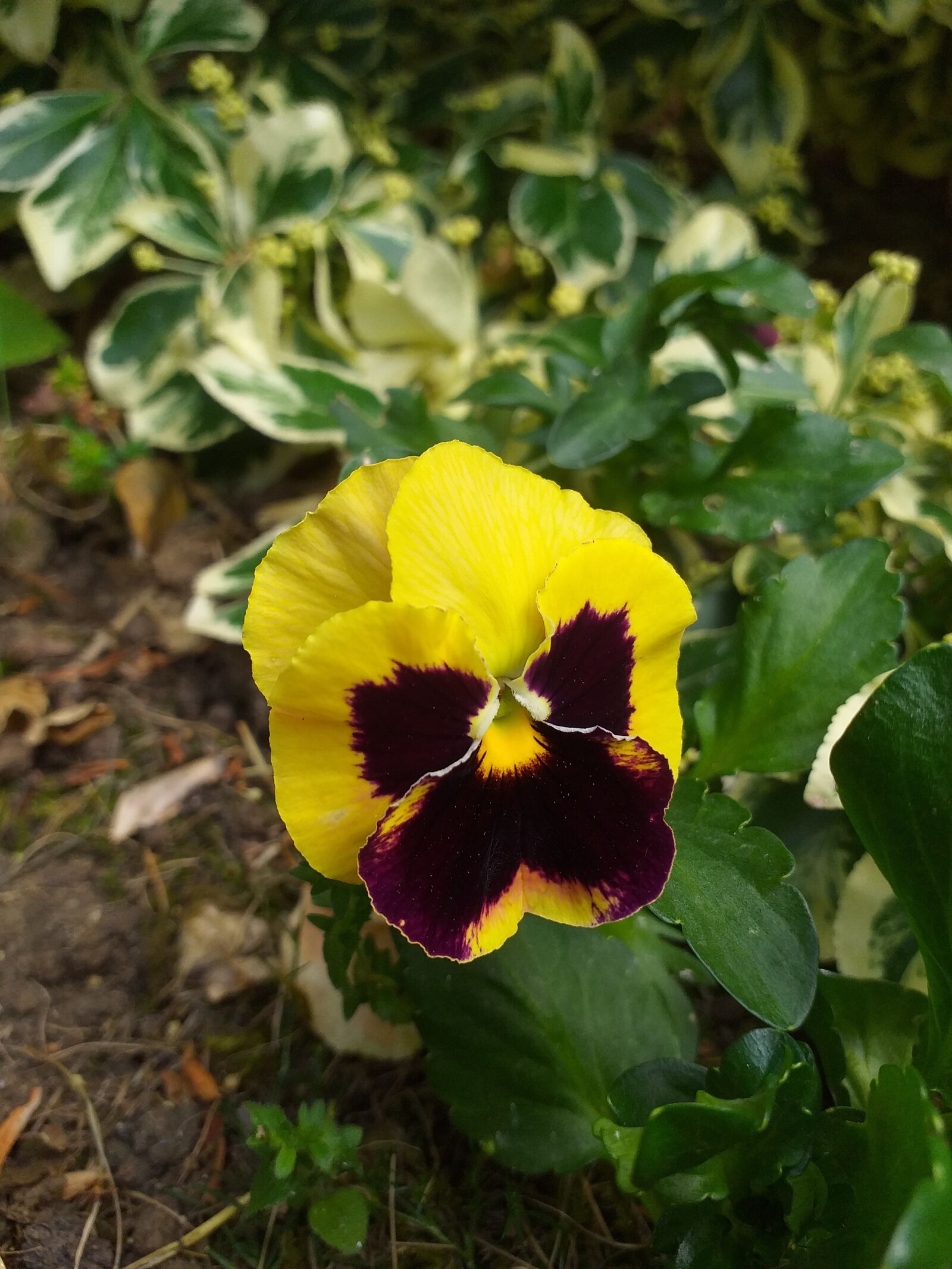 Samsung Galaxy J4+ sample photo. Flower, nature, yellow flower photography