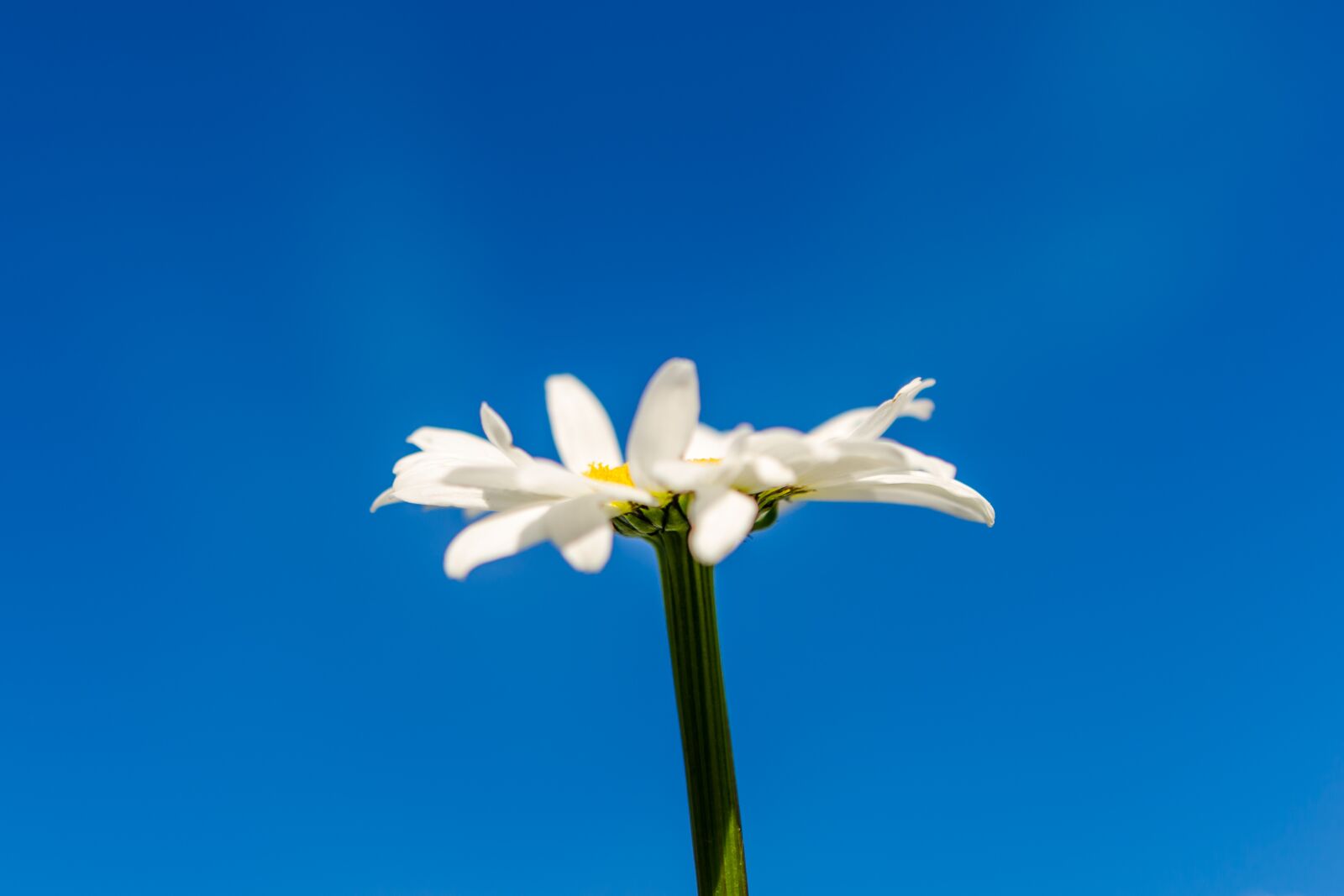 Nikon D7000 sample photo. Blossom, bloom, spring photography