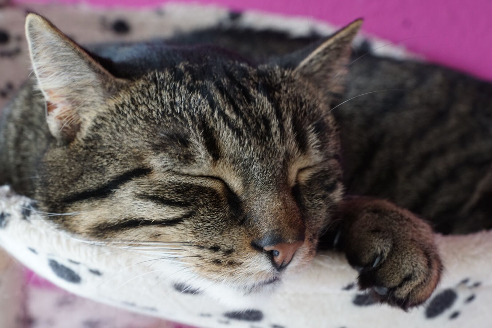 Sony ILCA-77M2 + Sony DT 16-50mm F2.8 SSM sample photo. Animal, cat, cute photography