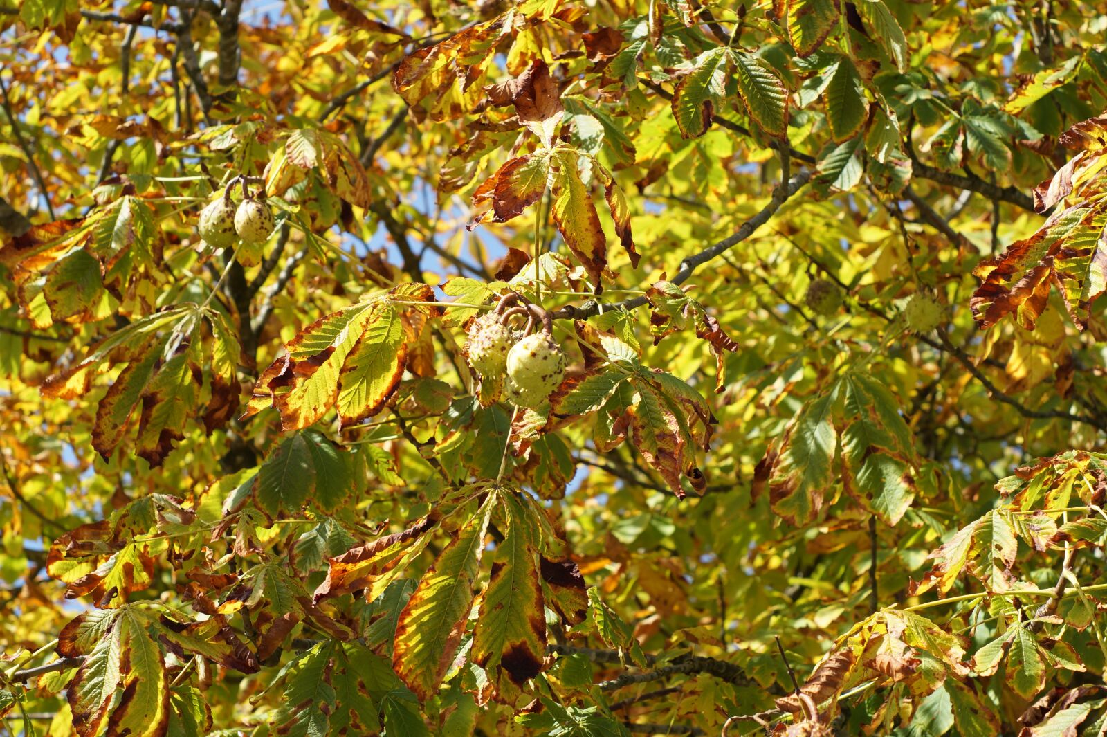 Sony SLT-A58 sample photo. Leaves, tree, autumn photography