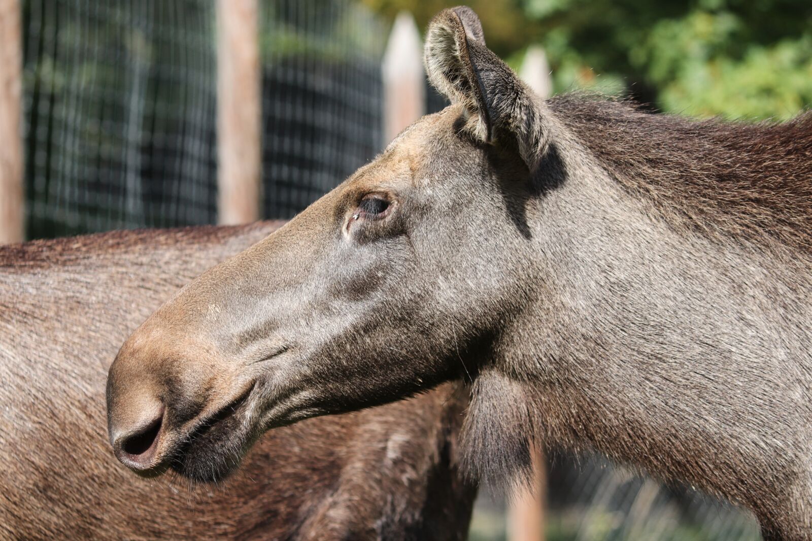 Canon EOS 200D (EOS Rebel SL2 / EOS Kiss X9) sample photo. Moose, alces alces, doe photography