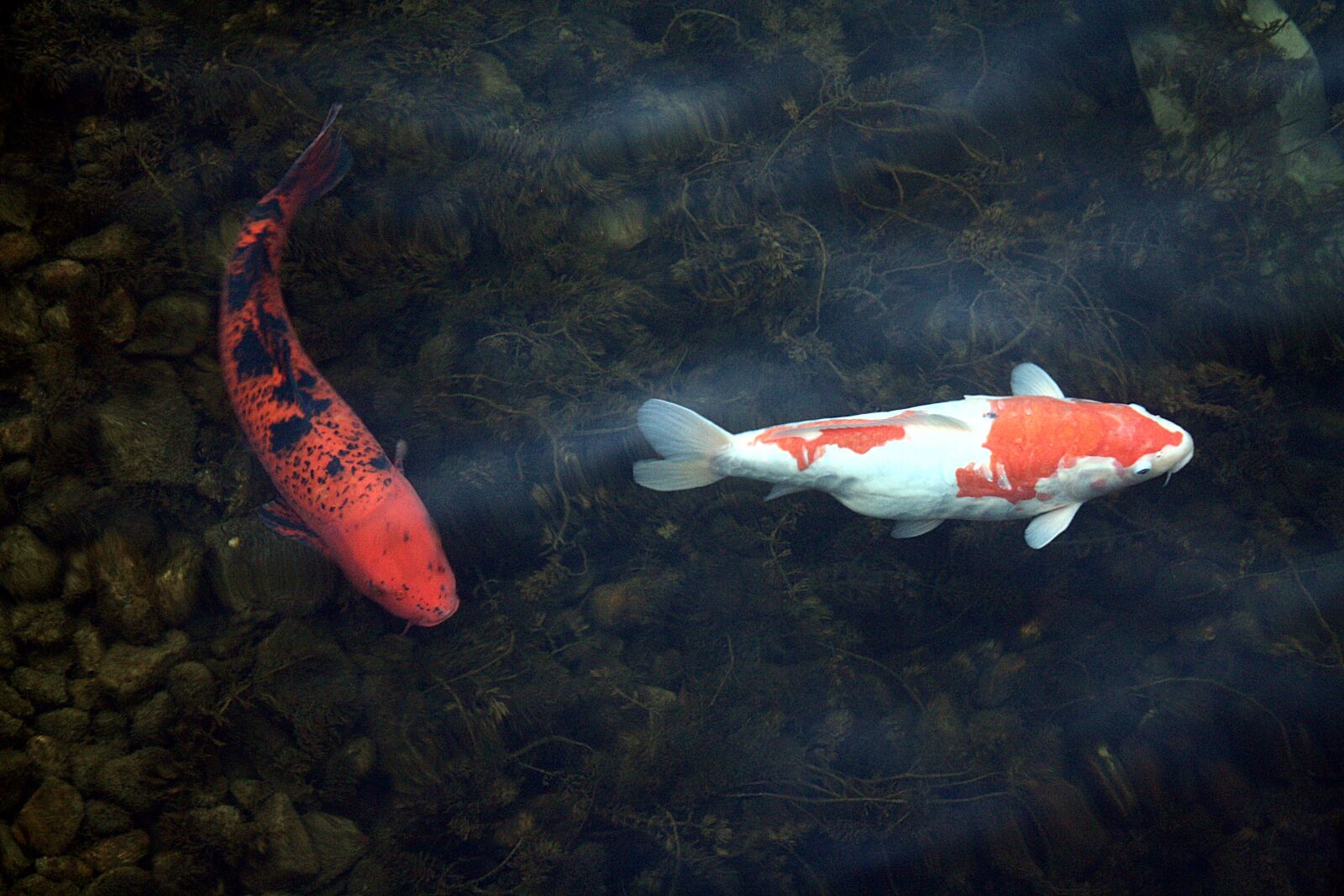 Canon EOS 1000D (EOS Digital Rebel XS / EOS Kiss F) sample photo. Koi, carp, port motifs photography