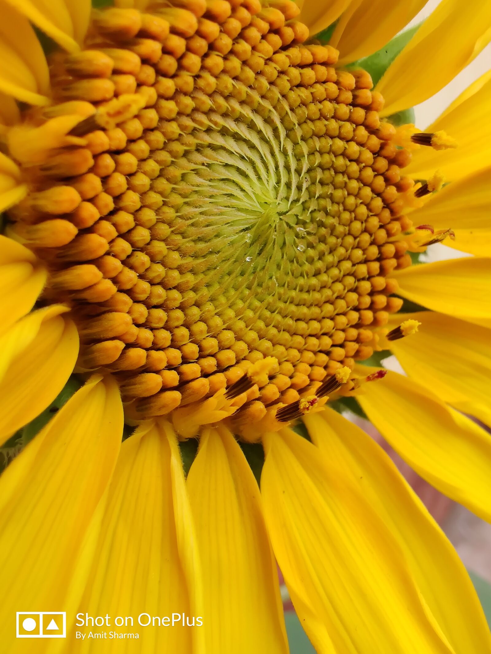 OnePlus HD1901 sample photo. Sunflower, beauty, bloom photography