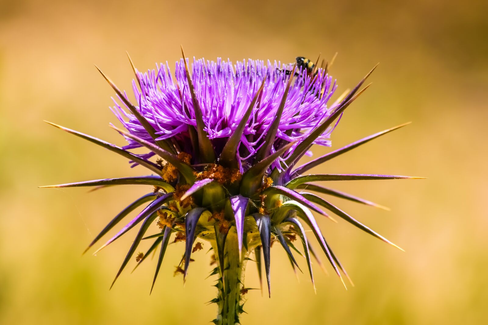 Nikon D3300 sample photo. Nature, prickly, thistle photography