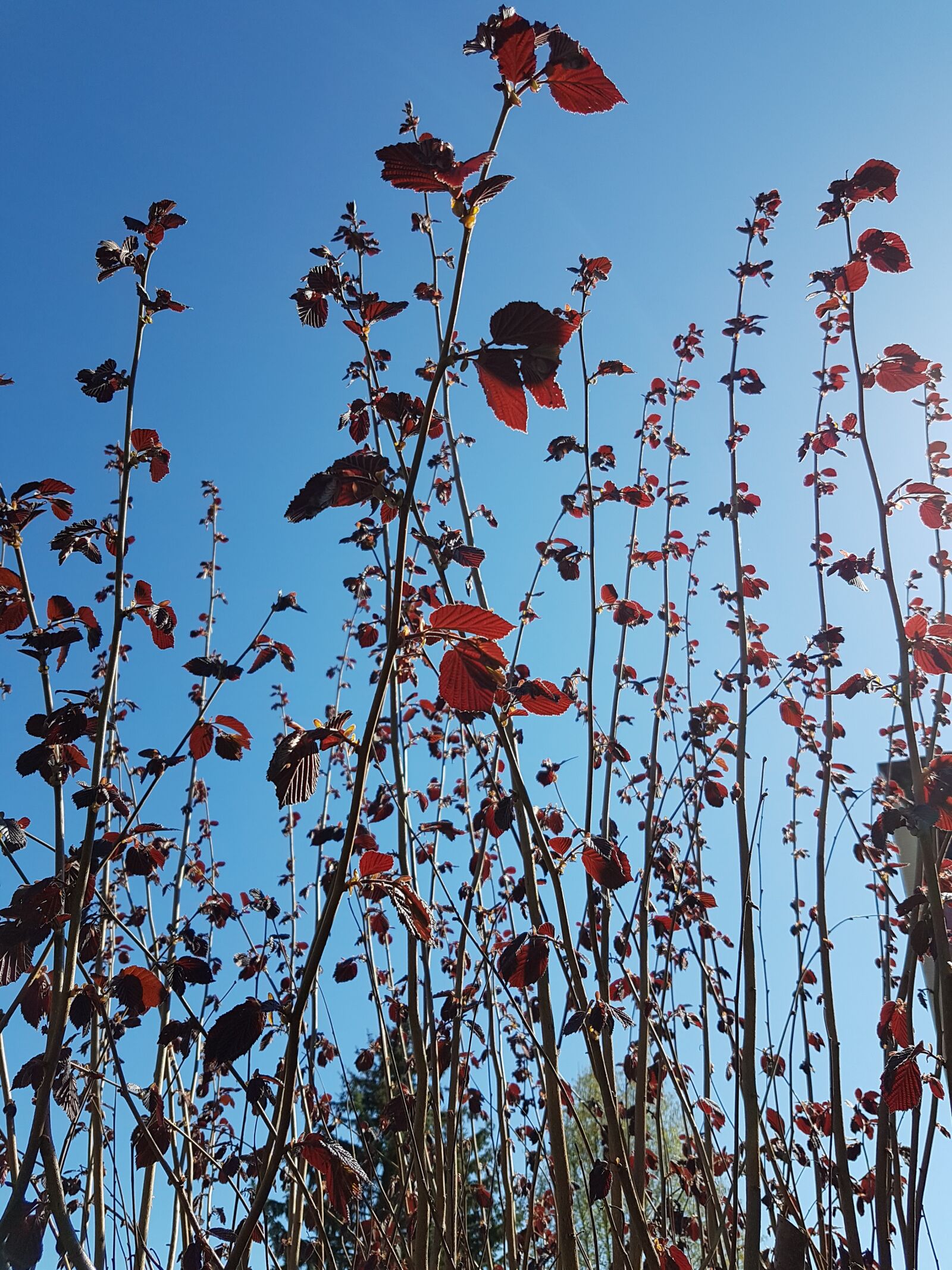 Samsung Galaxy S7 sample photo. Hazelnut tree, red, branches photography