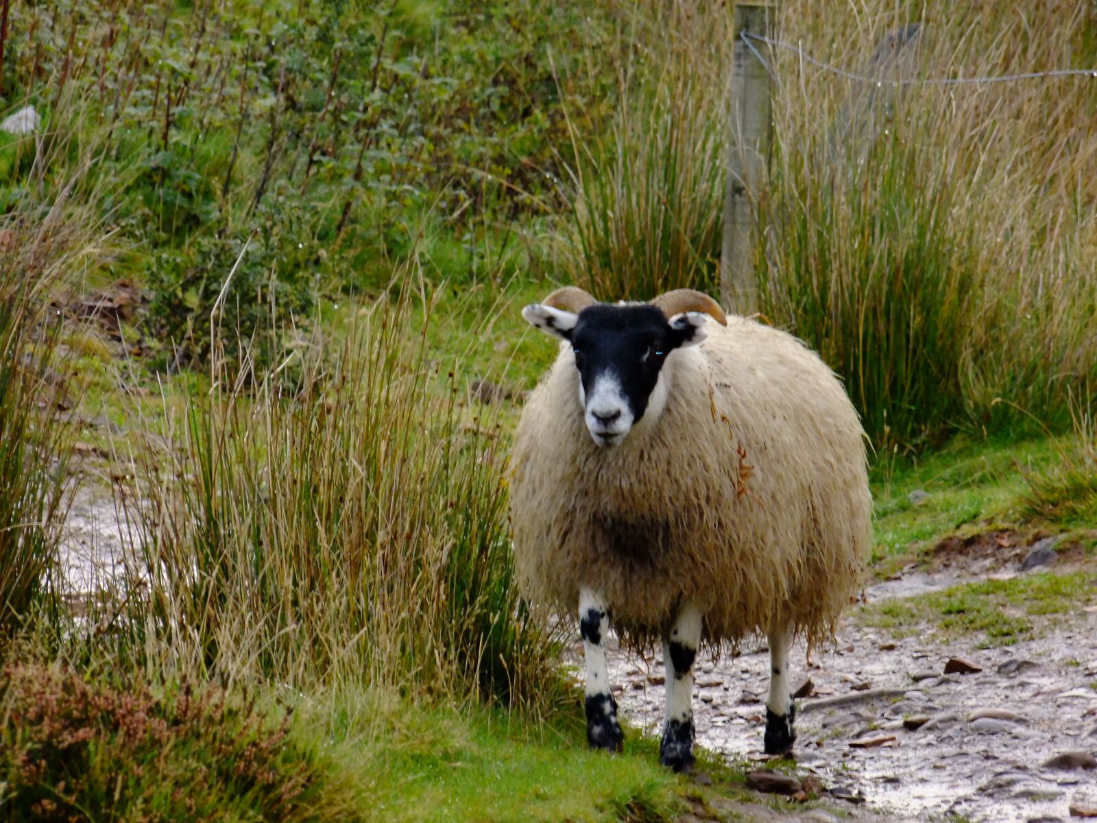 FujiFilm FinePix S200EXR (FinePix S205EXR) sample photo. Sheep, pentlands, scotland photography
