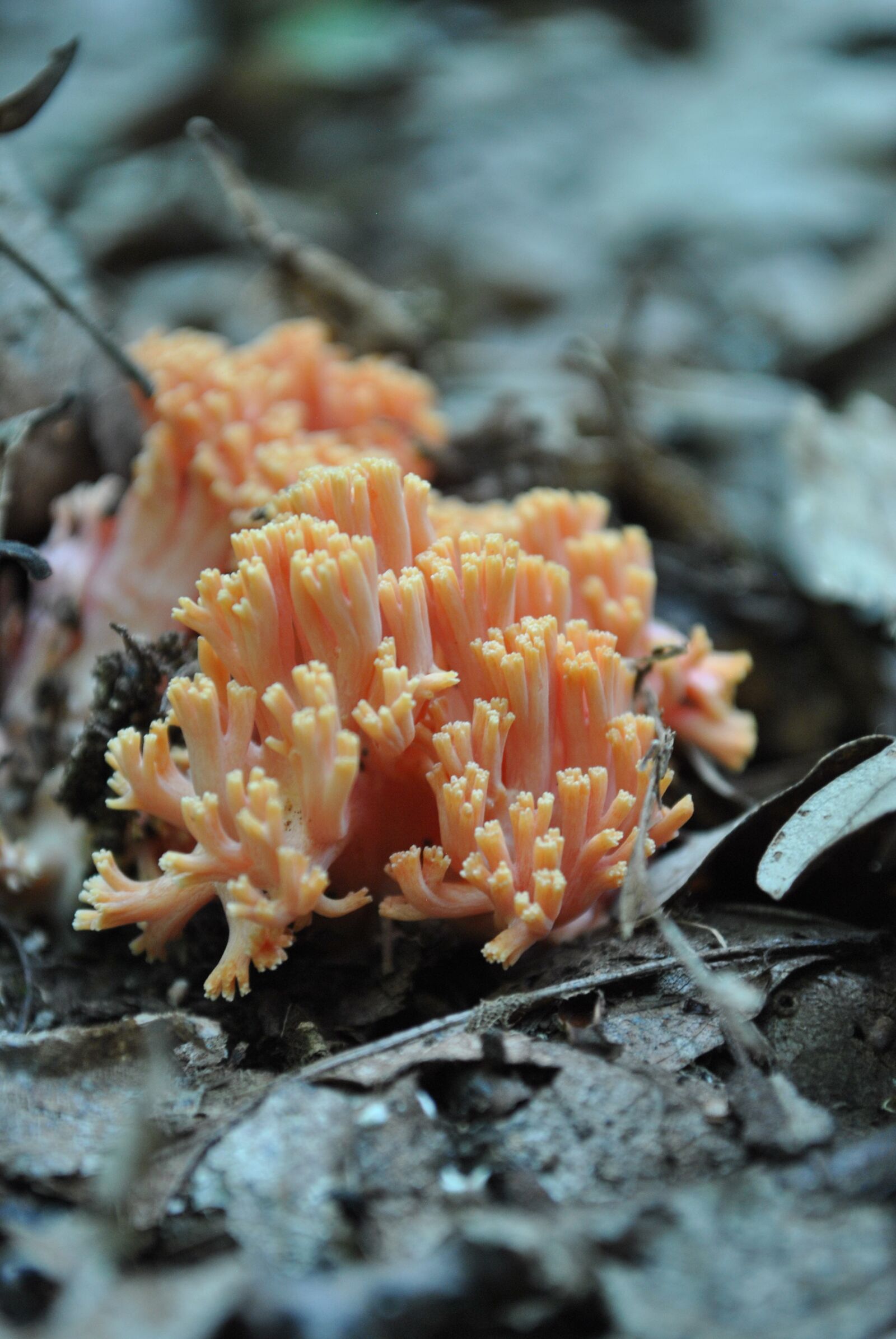 Nikon D3000 sample photo. Mushroom, autumn, forest photography