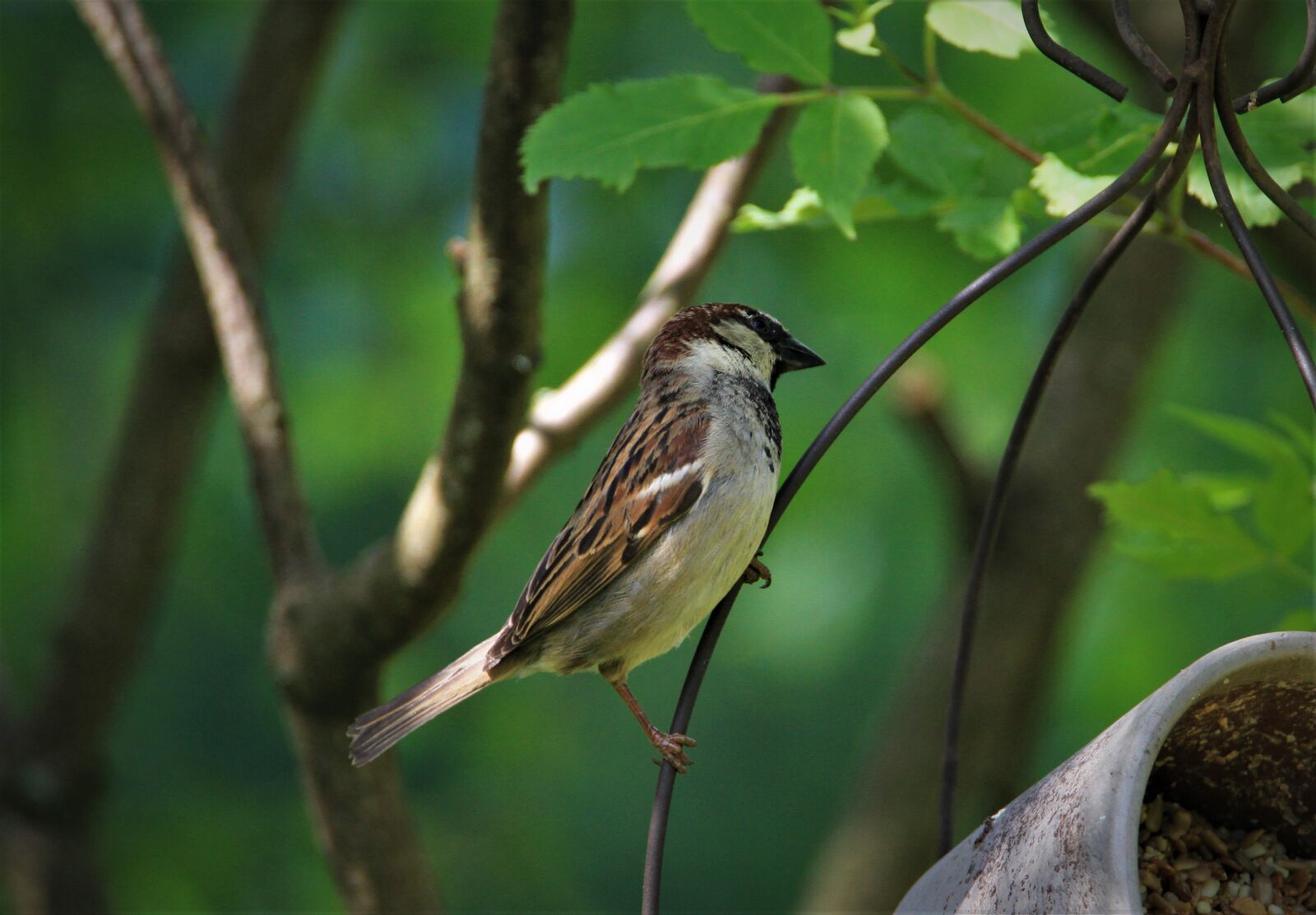 Tamron SP 150-600mm F5-6.3 Di VC USD sample photo. House sparrow, sparrow, sperling photography