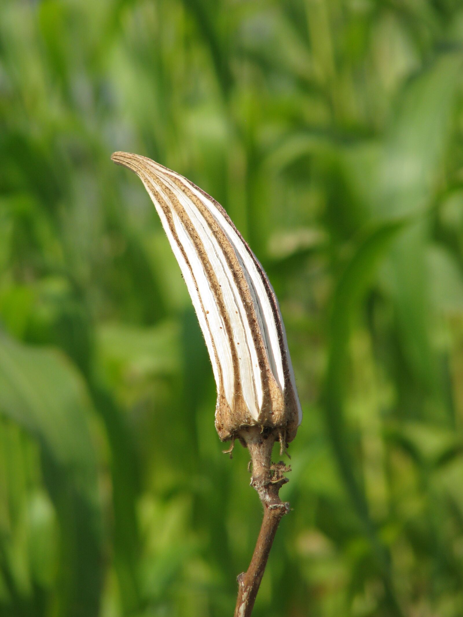 Canon POWERSHOT S5 IS sample photo. Ladyfinger, dry, food photography