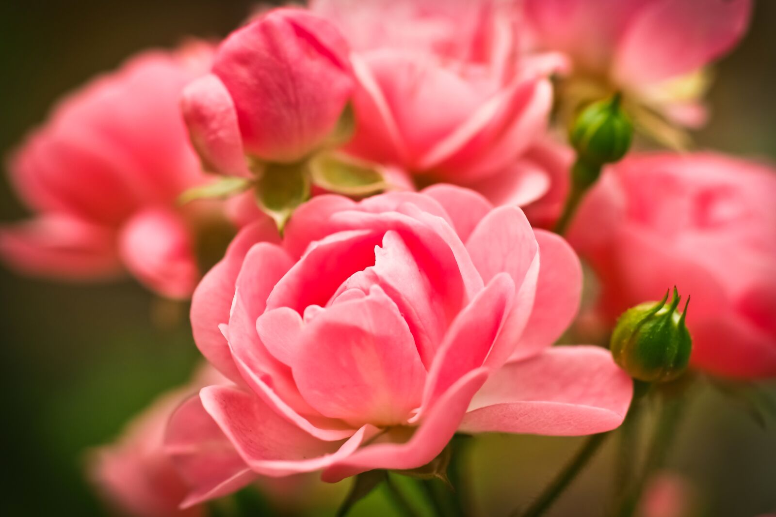 Olympus OM-D E-M10 sample photo. Rose, flower, pink rose photography