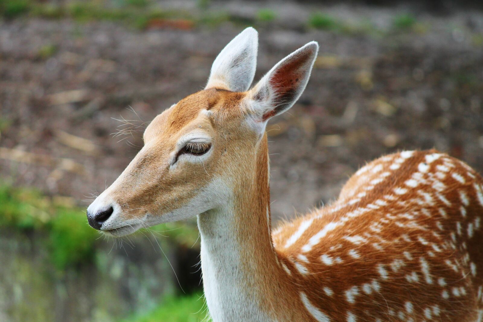 Canon EOS 1100D (EOS Rebel T3 / EOS Kiss X50) sample photo. Sika, hirsch, sika deer photography