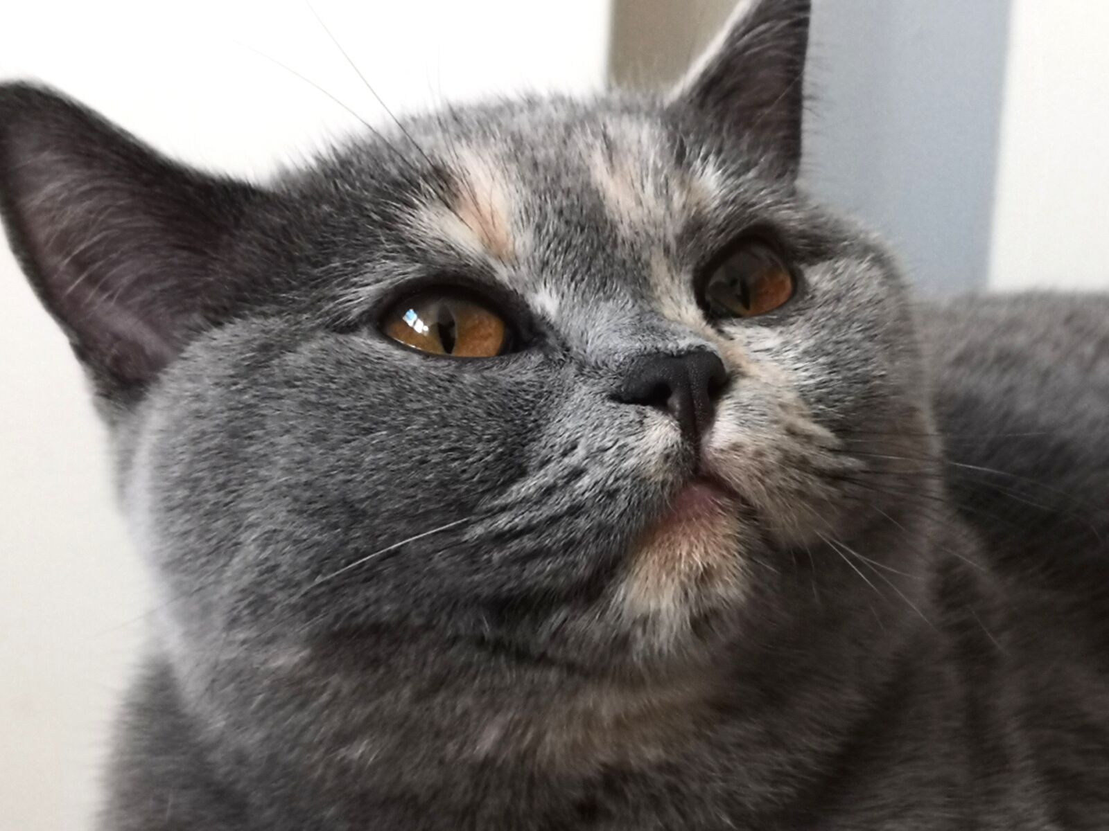 HUAWEI CLT-L29 sample photo. Cat, british, shorthair photography