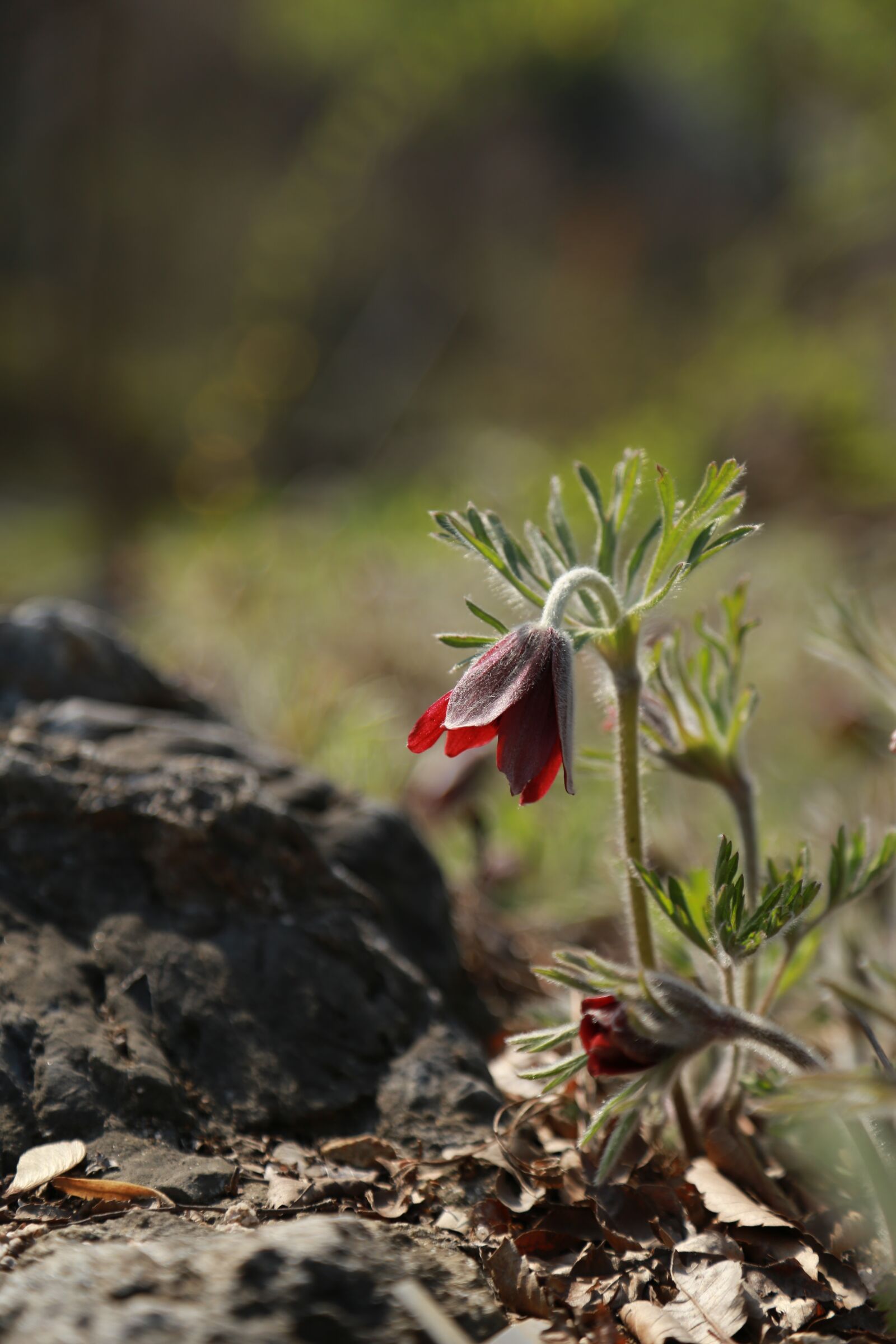 Canon EOS 6D + Canon EF 24-105mm F4L IS USM sample photo. Wildlife, wild plants, nature photography