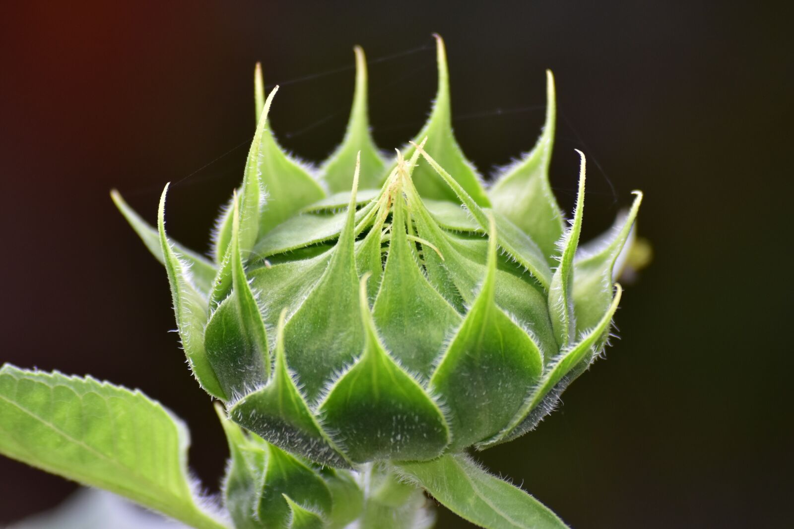 Nikon D7200 sample photo. Sunflower, flower buds, summer photography