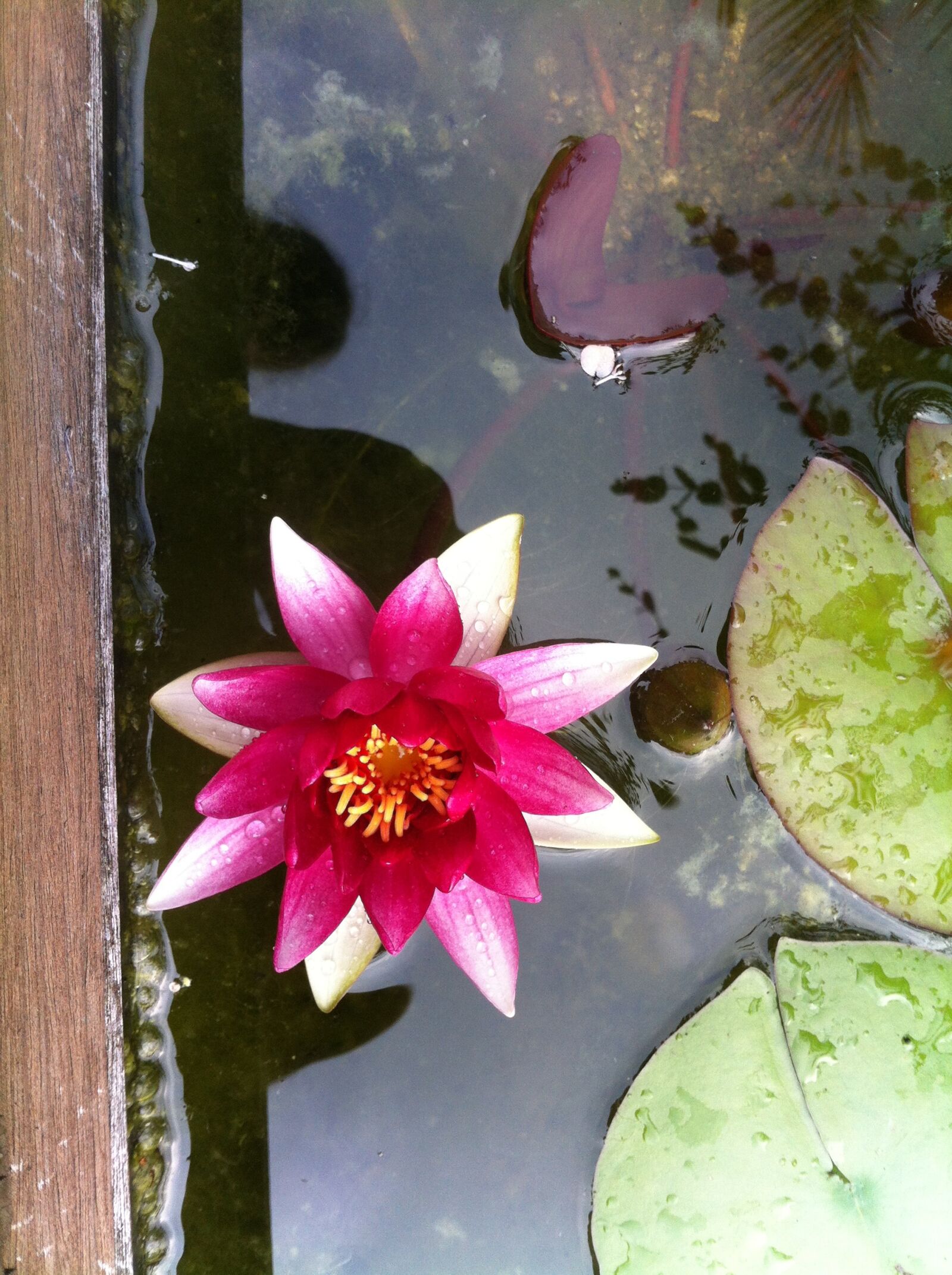 Apple iPhone 4 sample photo. Water lily, nuphar lutea photography