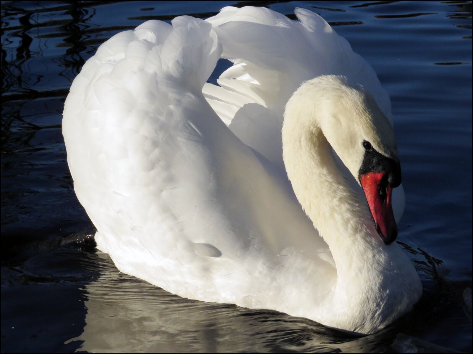 Canon PowerShot SX60 HS sample photo. Bird, nature, swan photography