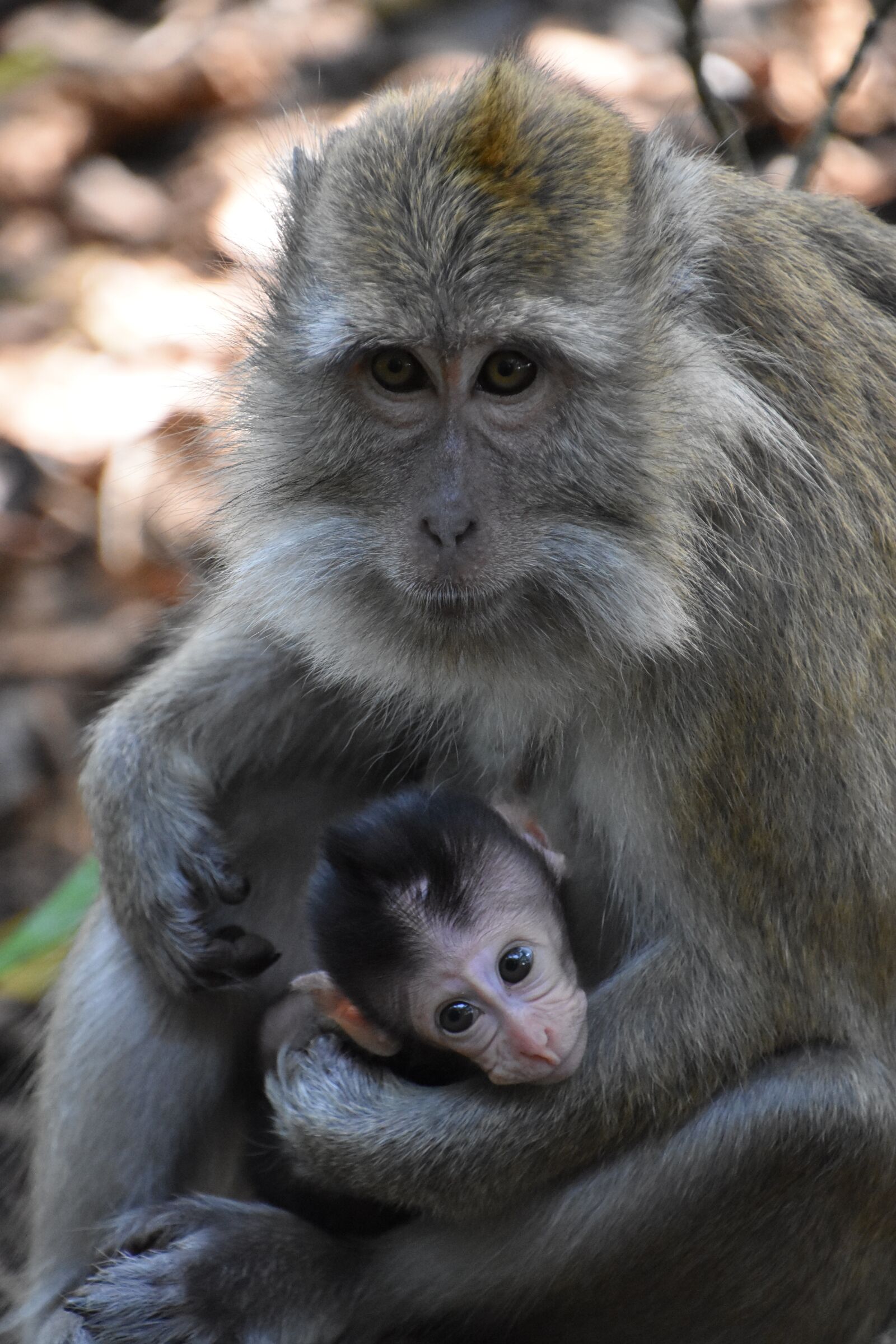 Nikon D7200 sample photo. Indonesia, monkey, motherhood photography