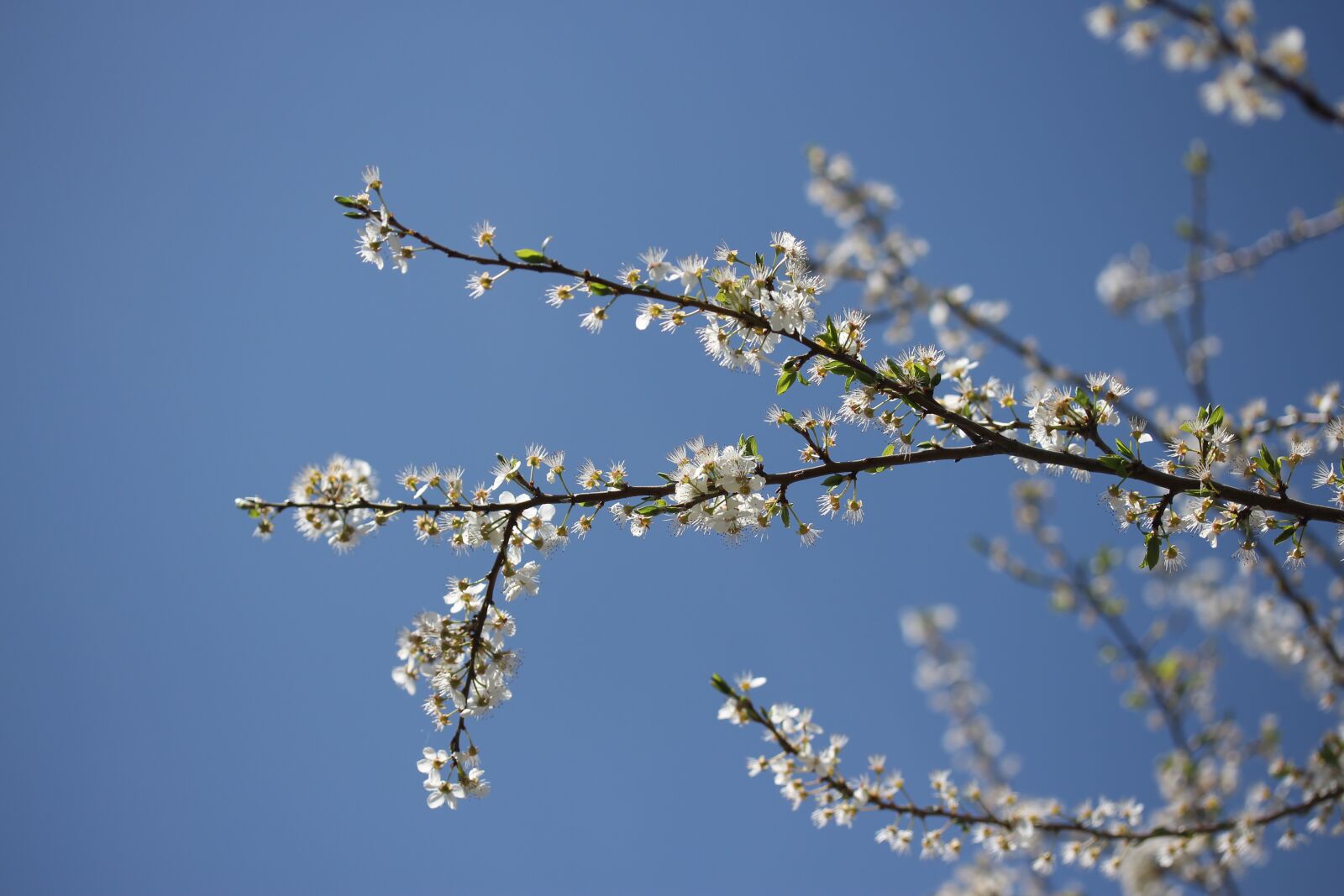 Canon EF-S 60mm F2.8 Macro USM sample photo. Flowers, casey, white photography