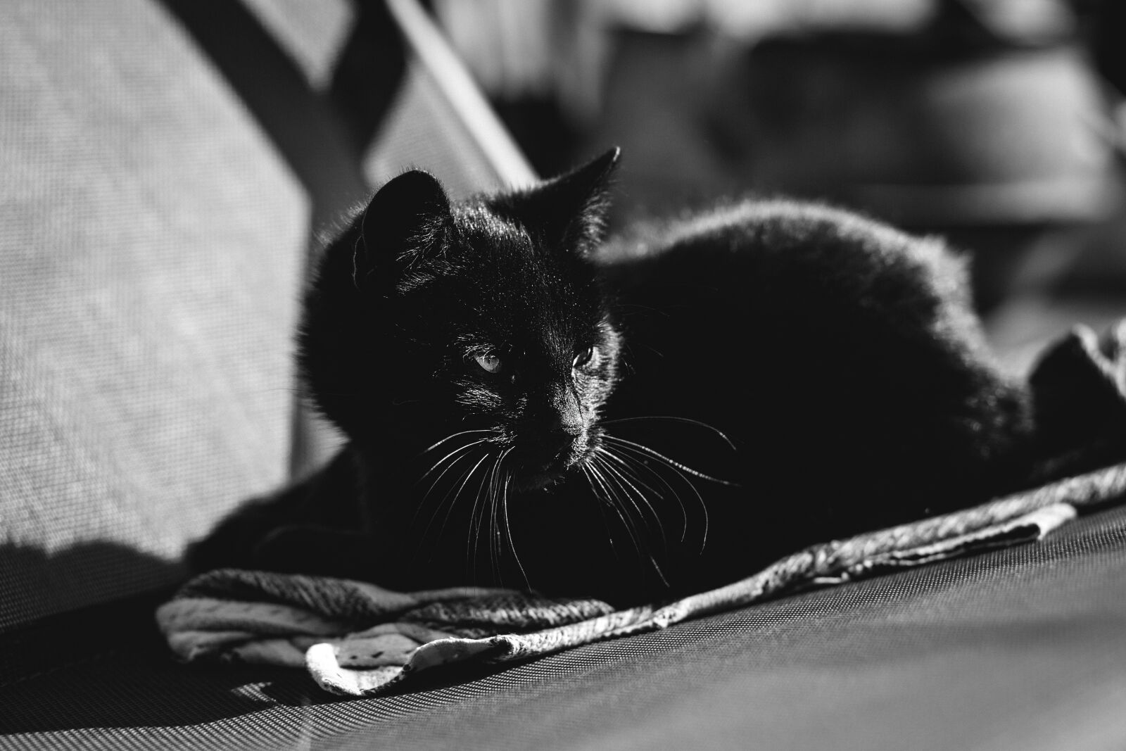 Canon EF 85mm F1.8 USM sample photo. Animals, black and white photography