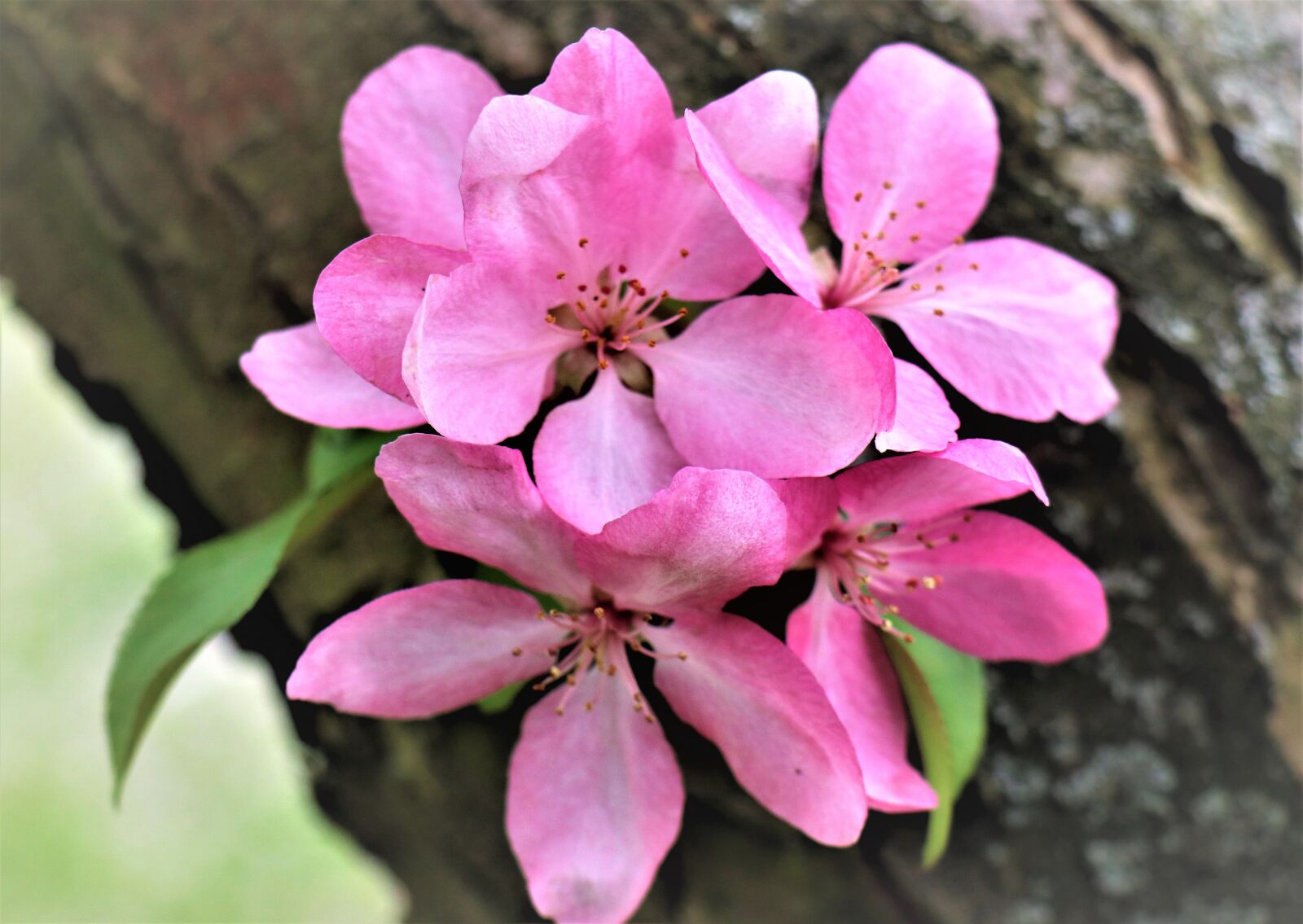 Canon EOS M6 sample photo. Apple, flowering, flowers photography