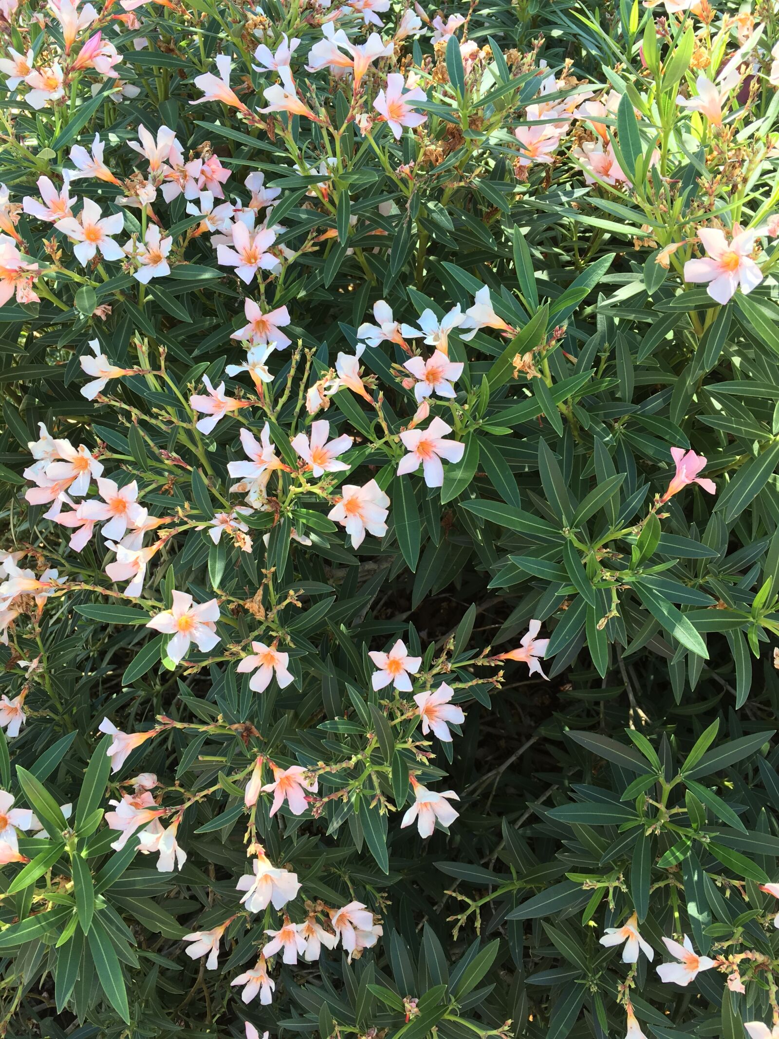 Apple iPhone 6s sample photo. Flowers, nature photography