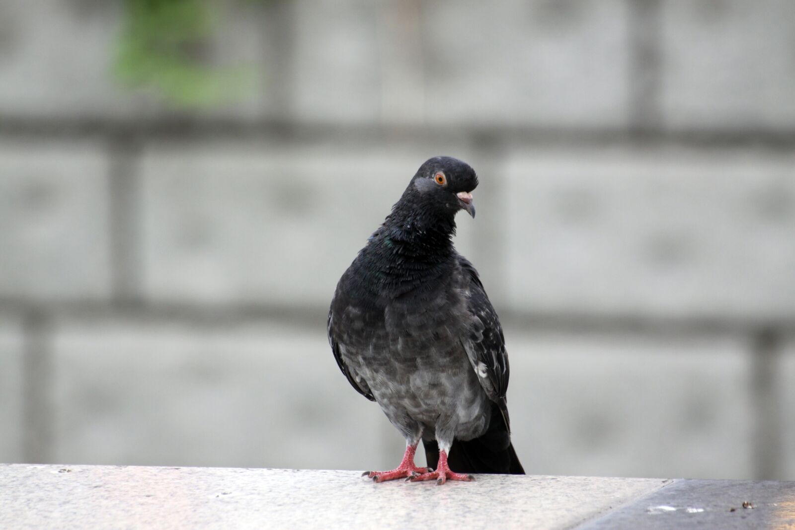 Canon EOS 50D sample photo. Pigeon, new, birds photography