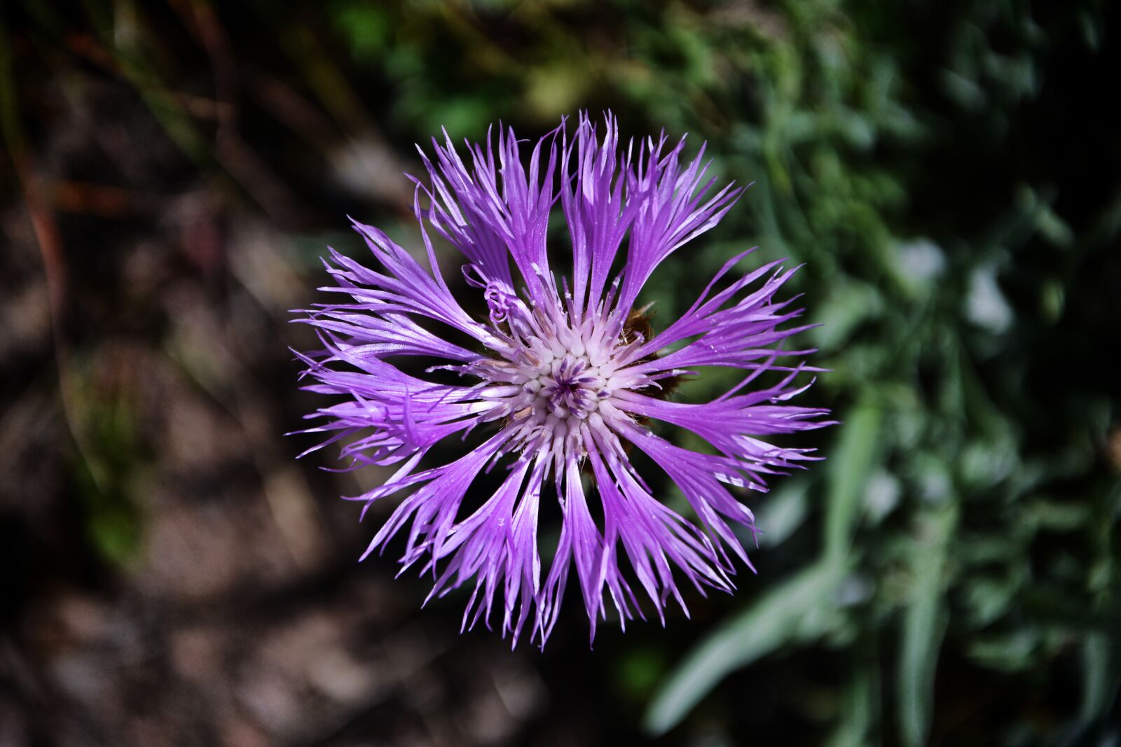 Nikon D7100 sample photo. Flower peyganber, nature, flower photography
