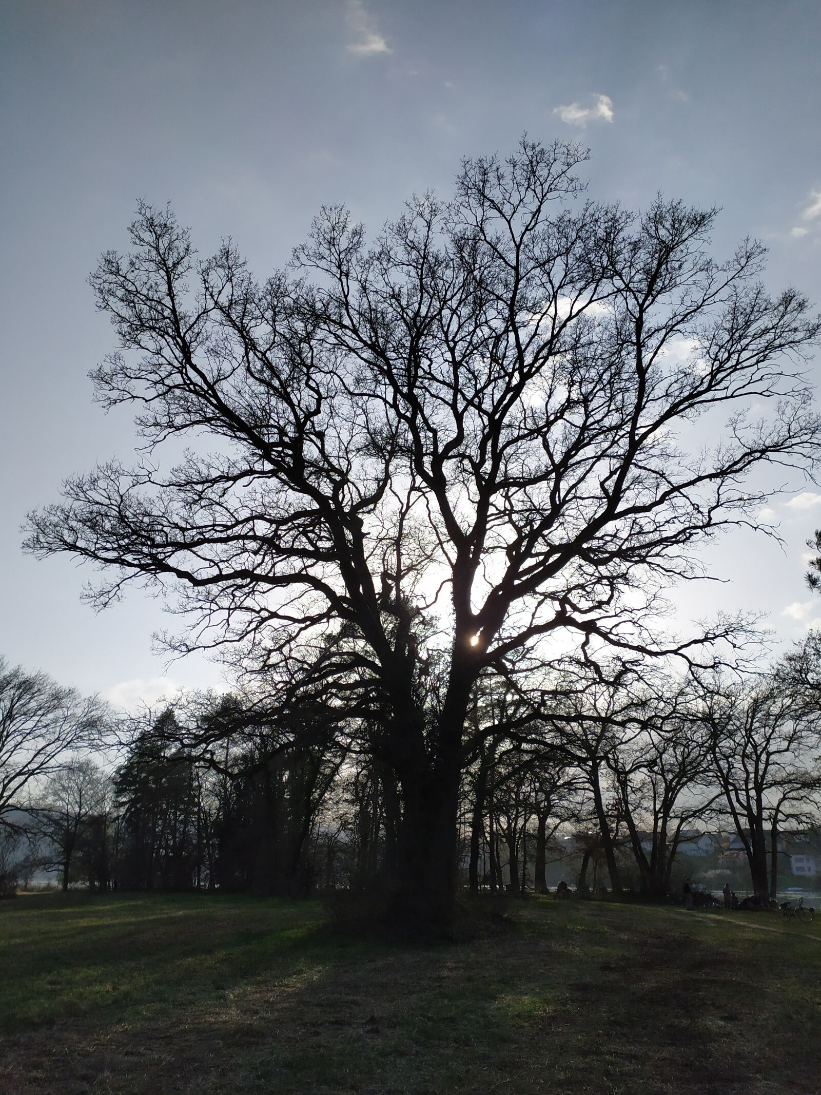 Xiaomi Redmi Note 7 sample photo. Tree, atmosphere, landscape photography