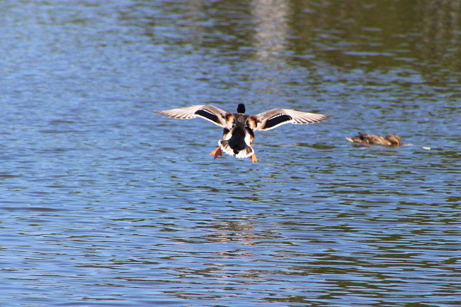 Canon EF75-300mm f/4-5.6 sample photo. Duck, bird, nature photography