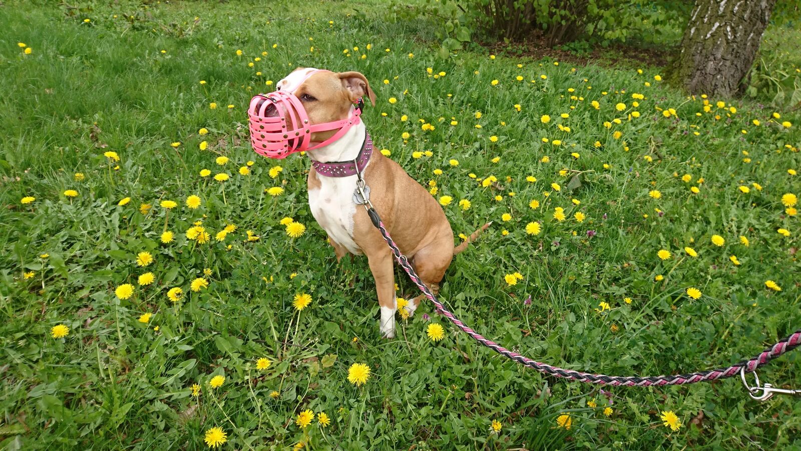 Sony Xperia XZ sample photo. Amstaff, dog photography