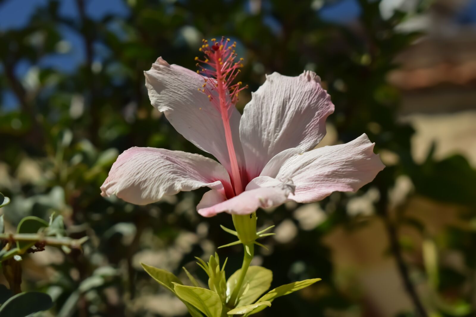 Nikon D3300 sample photo. Flower, nature, flora photography