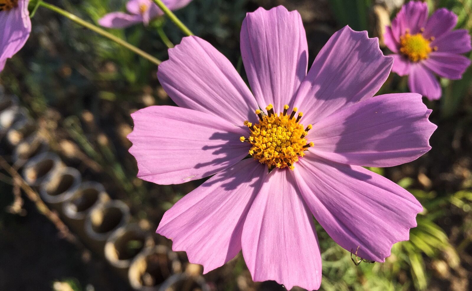 Apple iPhone 6 sample photo. Autumn, cosmos, flowers photography