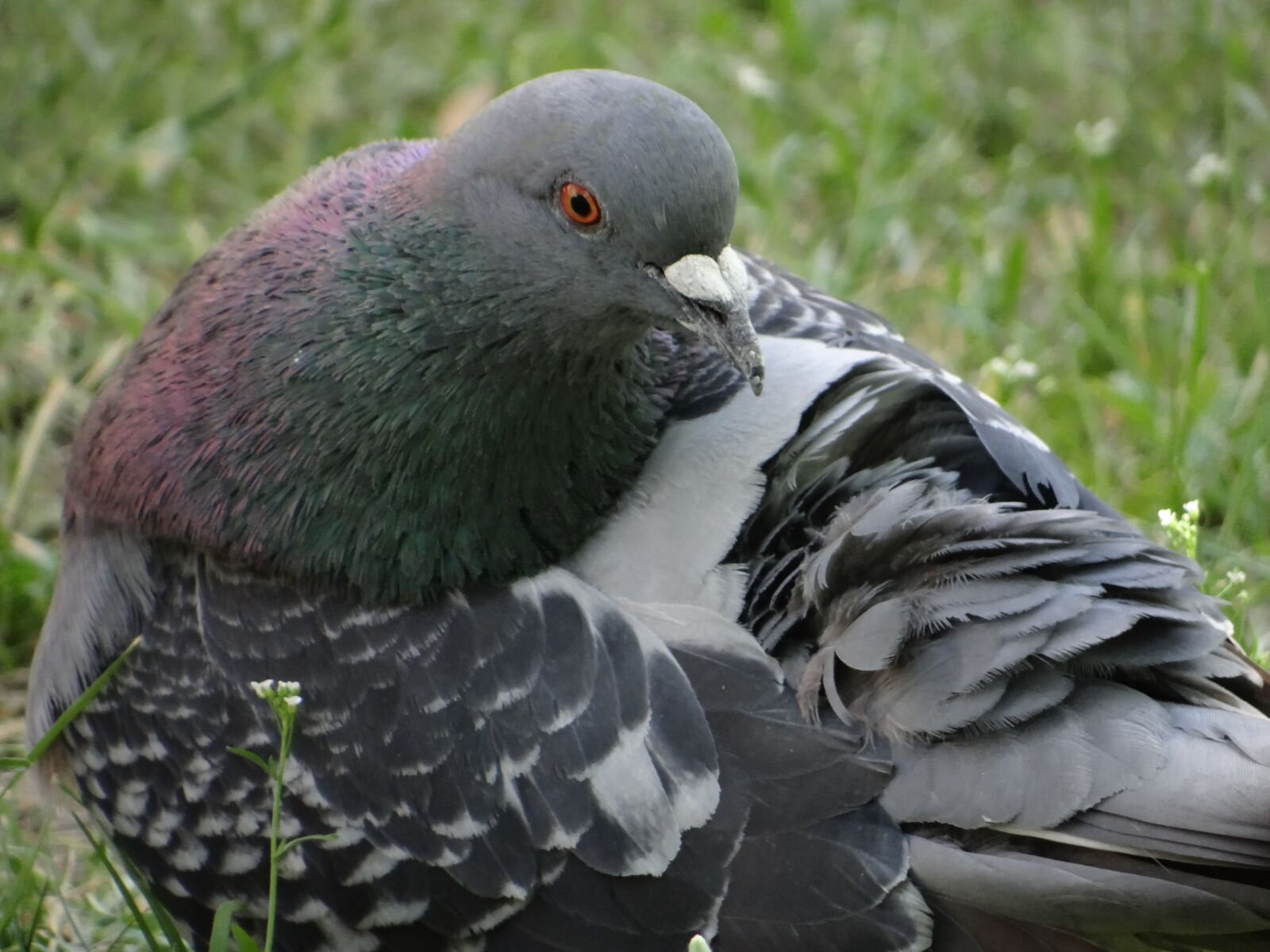 Sony DSC-HX200V sample photo. Dove, bird, poland photography