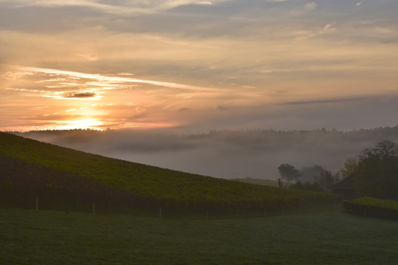Nikon D5500 sample photo. Autumn, landscape, fog photography