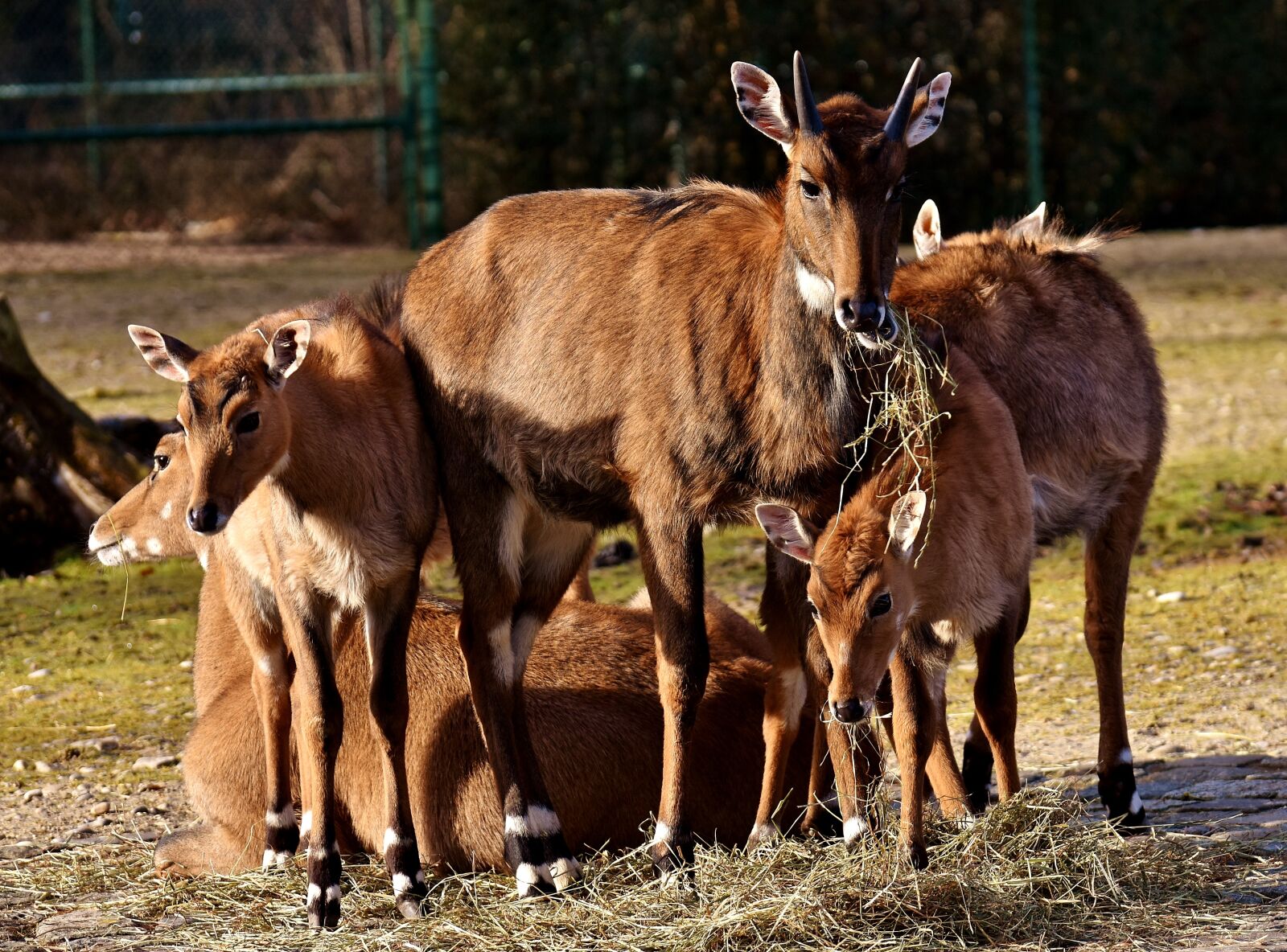 Nikon D7200 sample photo. Blackbuck, wild animal, african photography