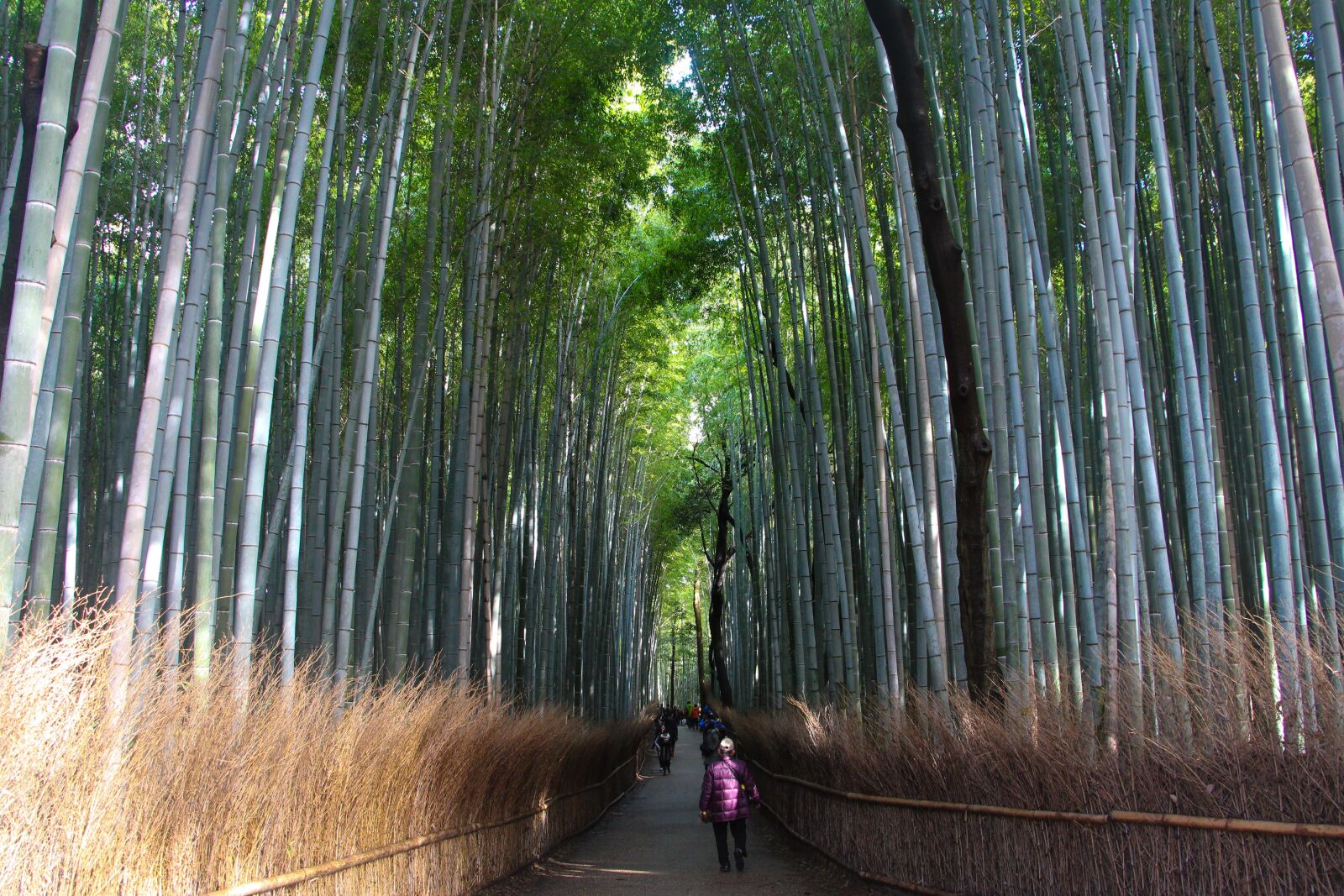 Canon EOS 650D (EOS Rebel T4i / EOS Kiss X6i) sample photo. Bamboo, forest, kyoto photography