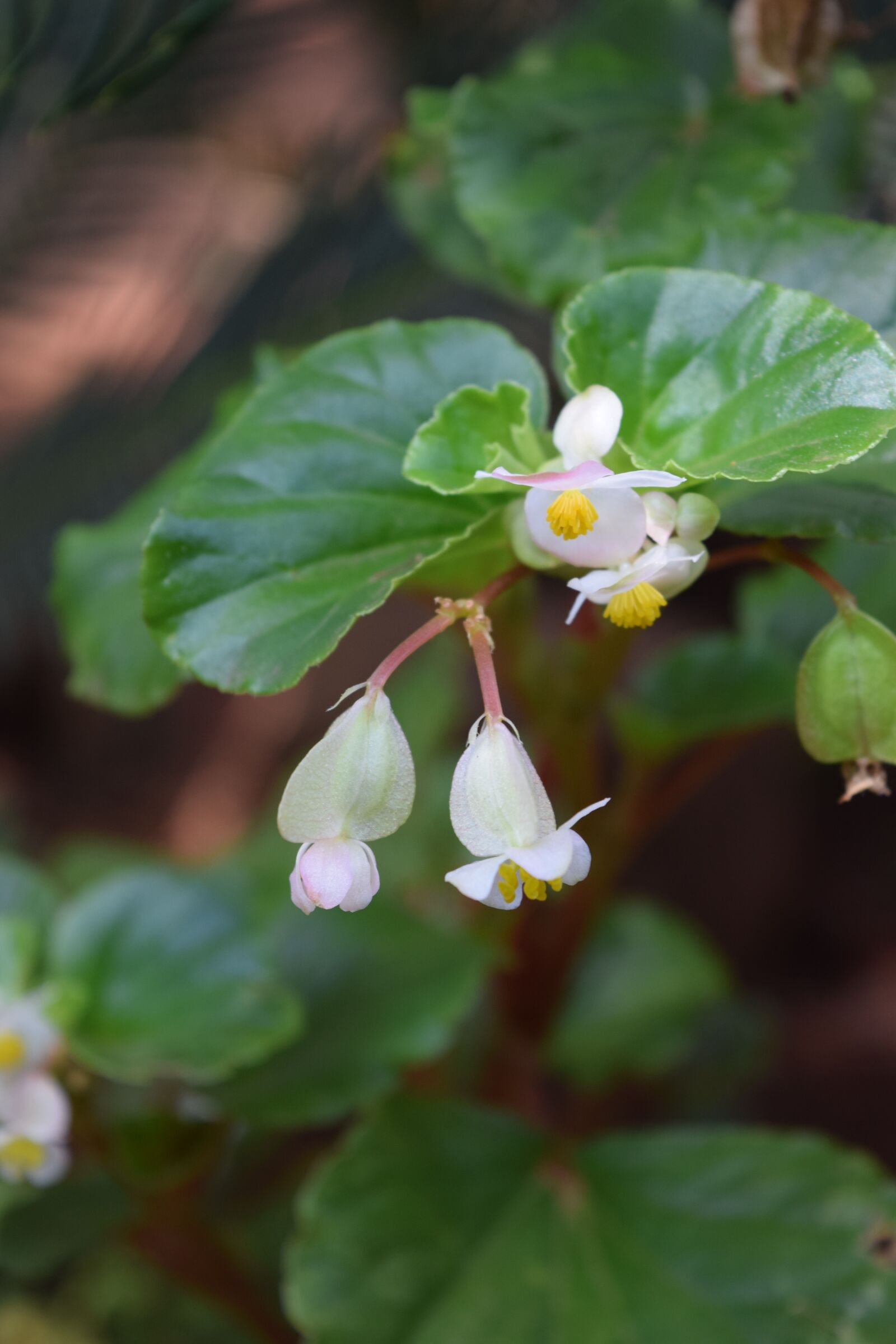 Nikon D5300 sample photo. Flower, garden, green photography