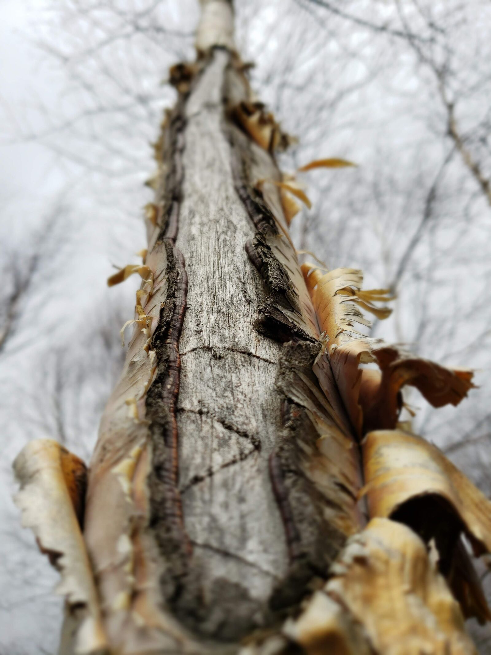 Samsung Galaxy S9 sample photo. Birch, tree, nature photography