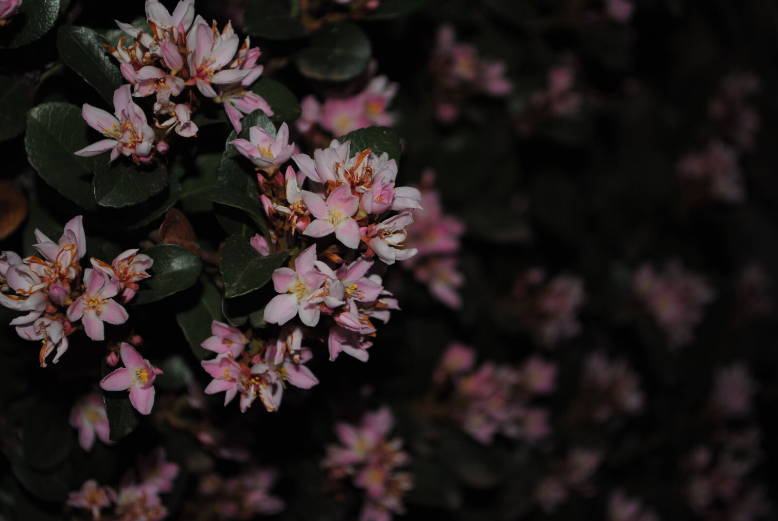 Nikon D3000 sample photo