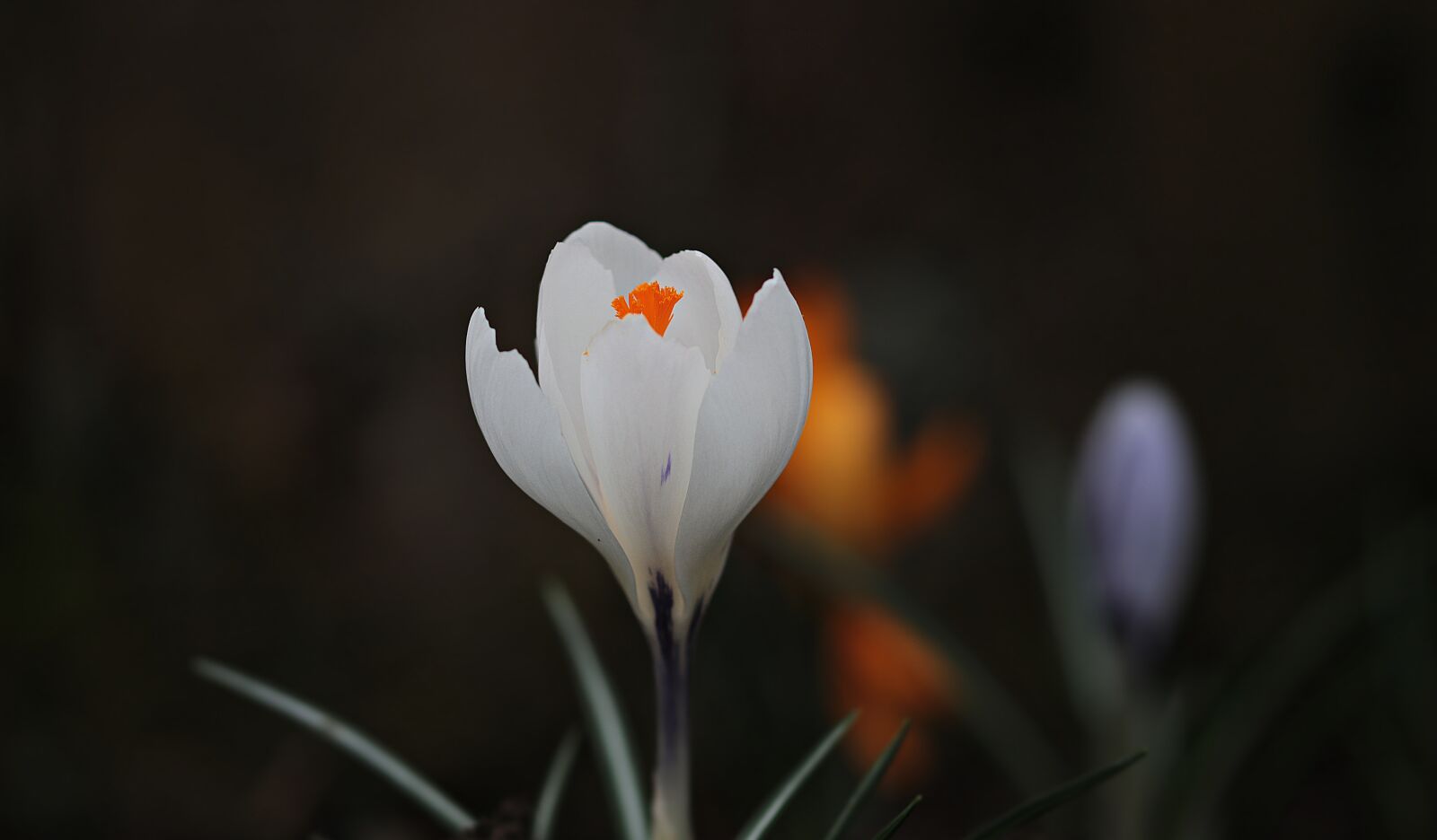 Canon EOS 80D sample photo. Crocus, flower, spring photography