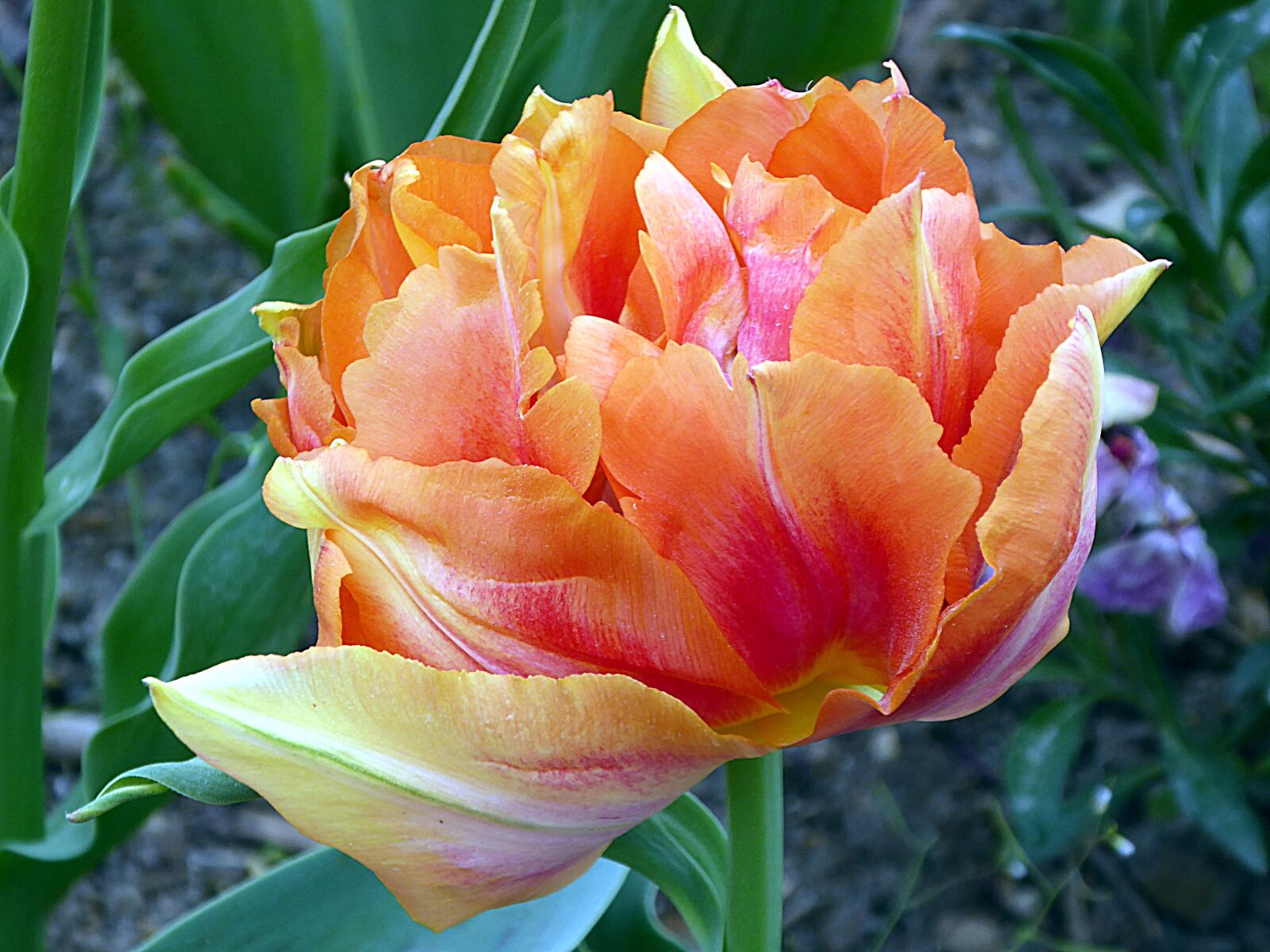Panasonic Lumix DMC-ZS50 (Lumix DMC-TZ70) sample photo. Flower, tulip, lily photography