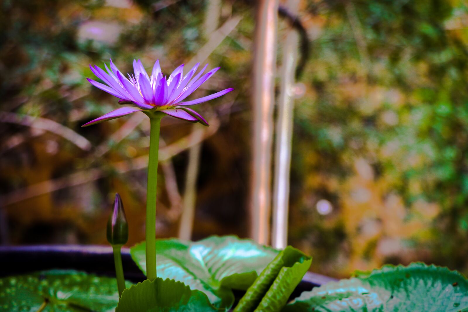 Canon EF-S 18-135mm F3.5-5.6 IS USM sample photo. Lotus, flowers, nature photography