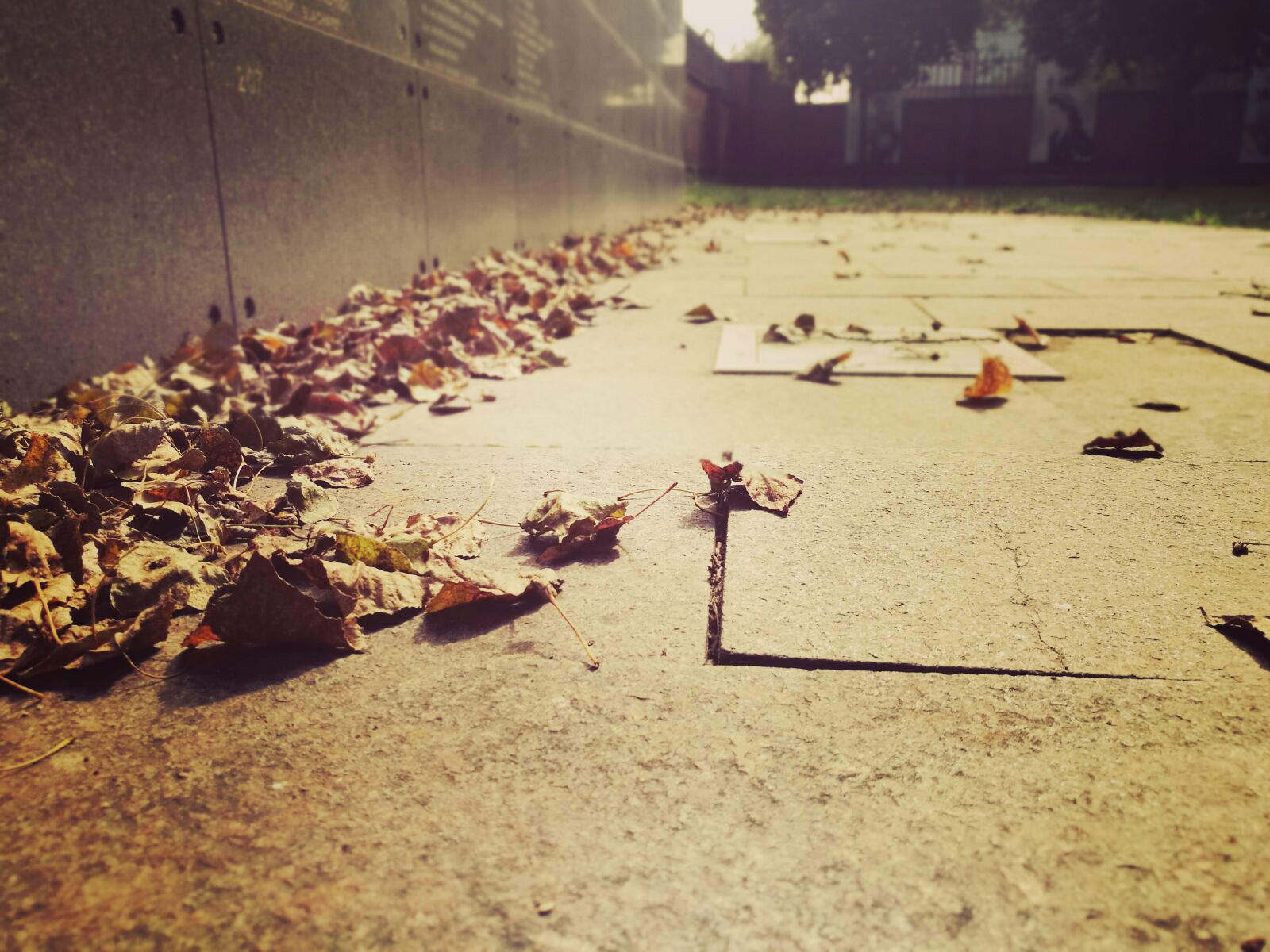 HUAWEI P9 sample photo. Autumn, foliage, past photography