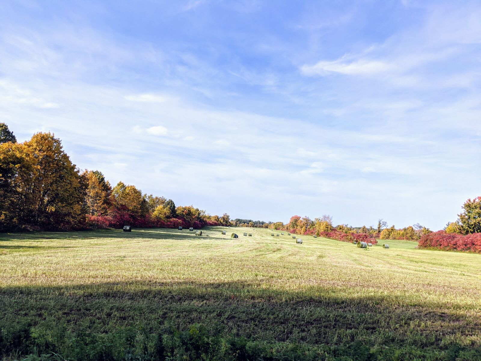 Google Pixel 4 XL sample photo. Field, fall, trees photography