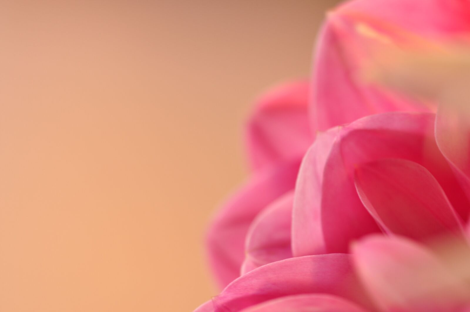 Nikon D90 sample photo. Flowers, flower, summer photography