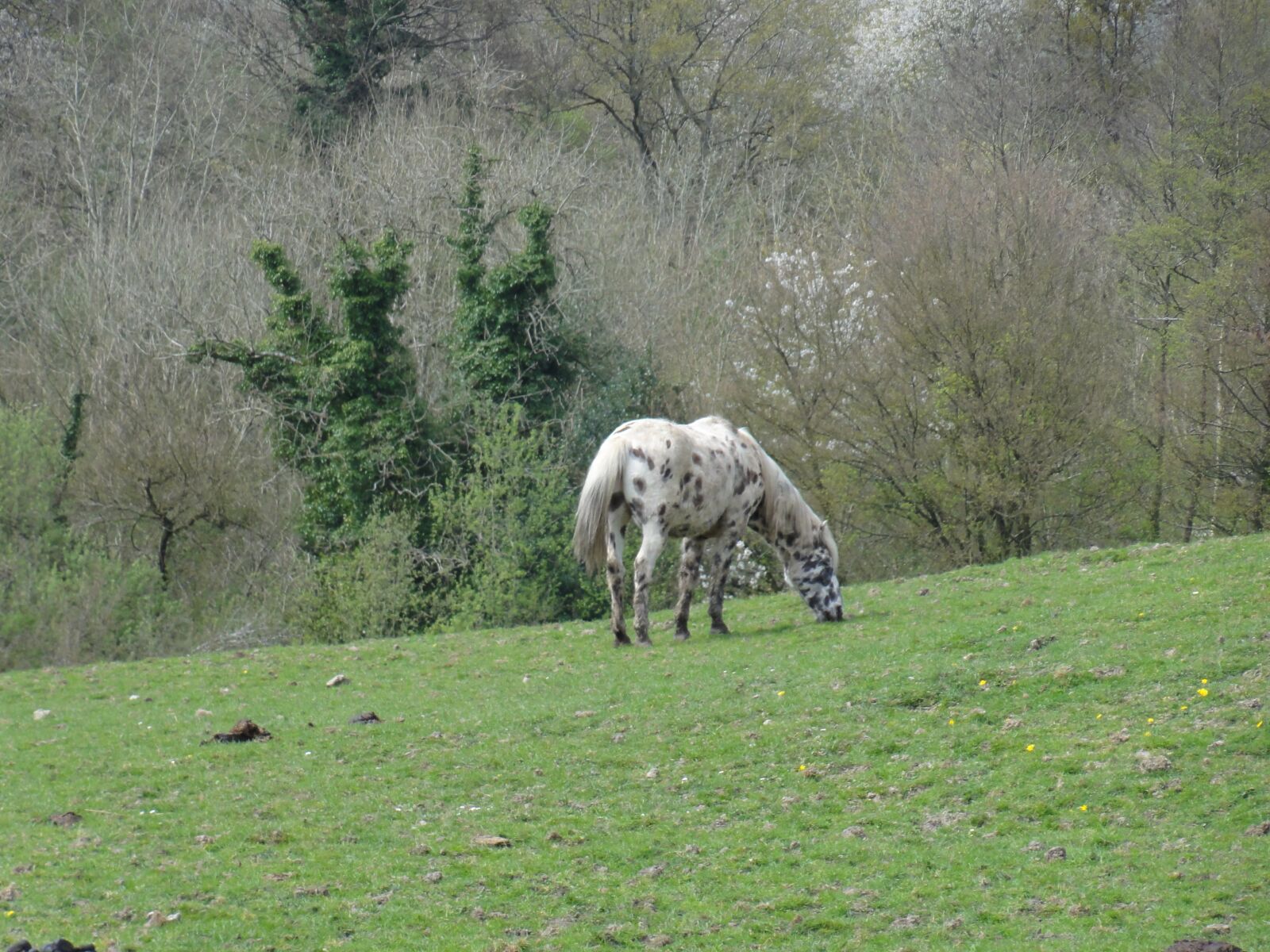 Sony DSC-HX5V sample photo. Horse, nature, mammals photography