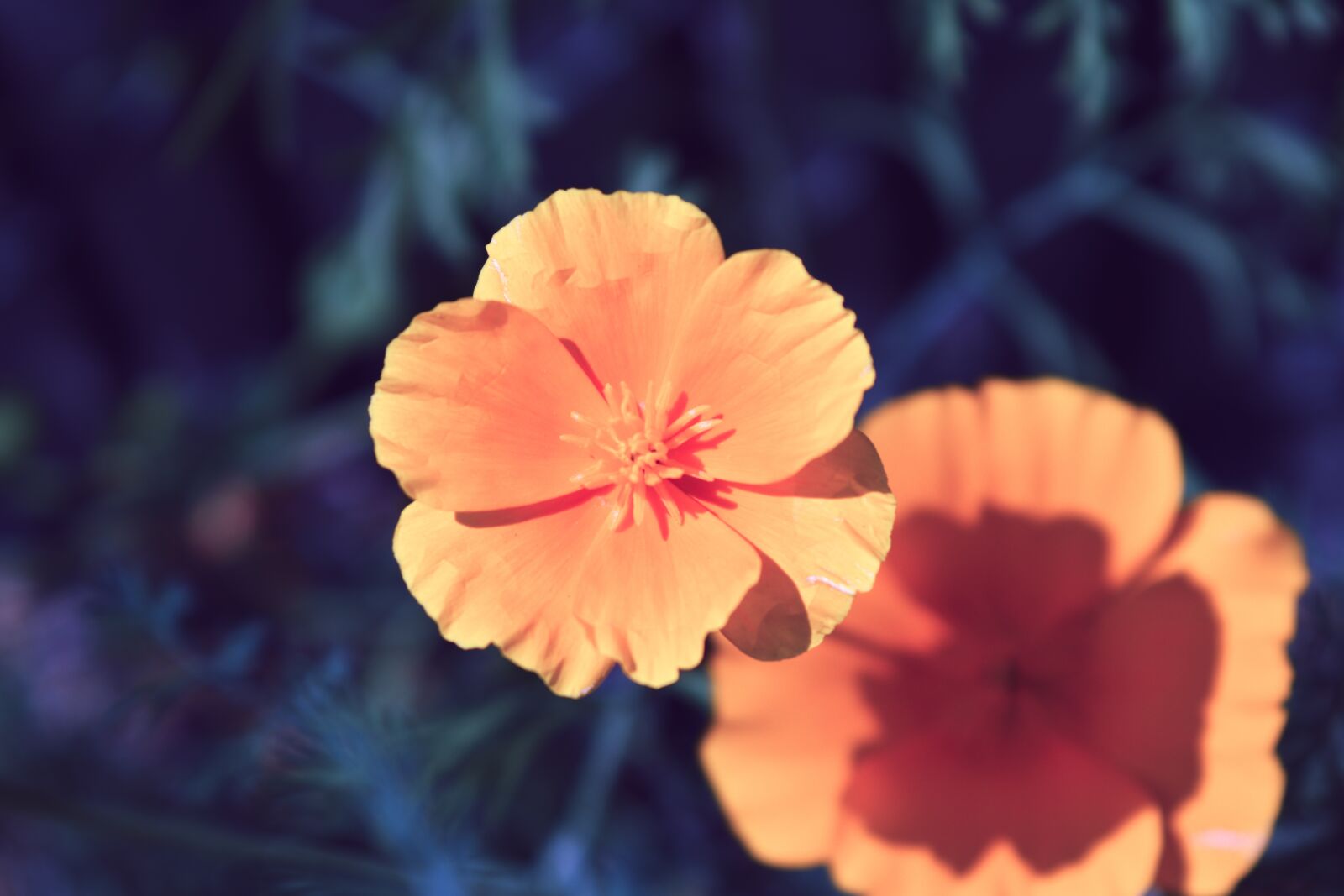 Nikon D5600 sample photo. Poppy, orange, flower photography