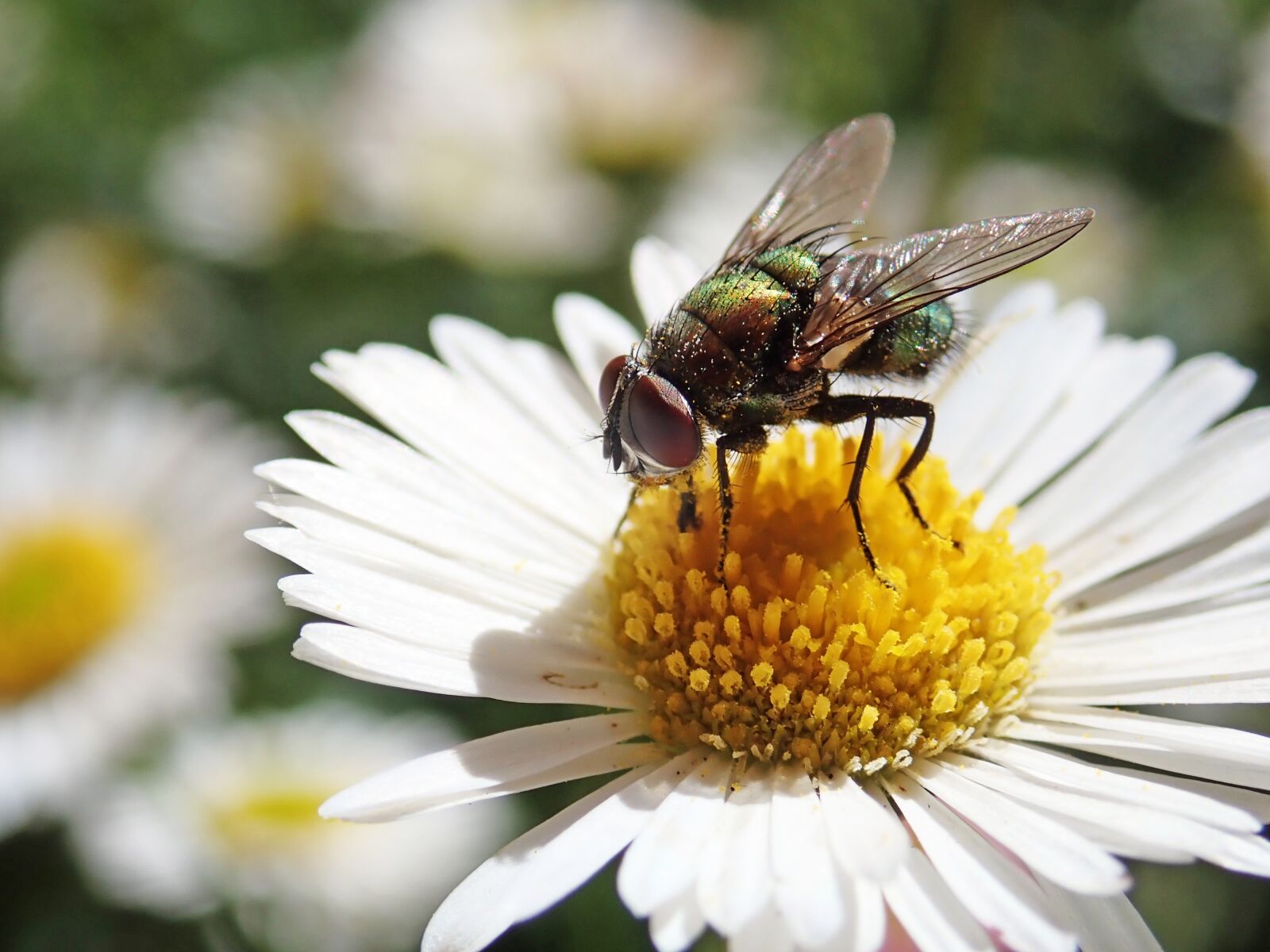Olympus TG-5 sample photo. Fly, blowfly, insect photography