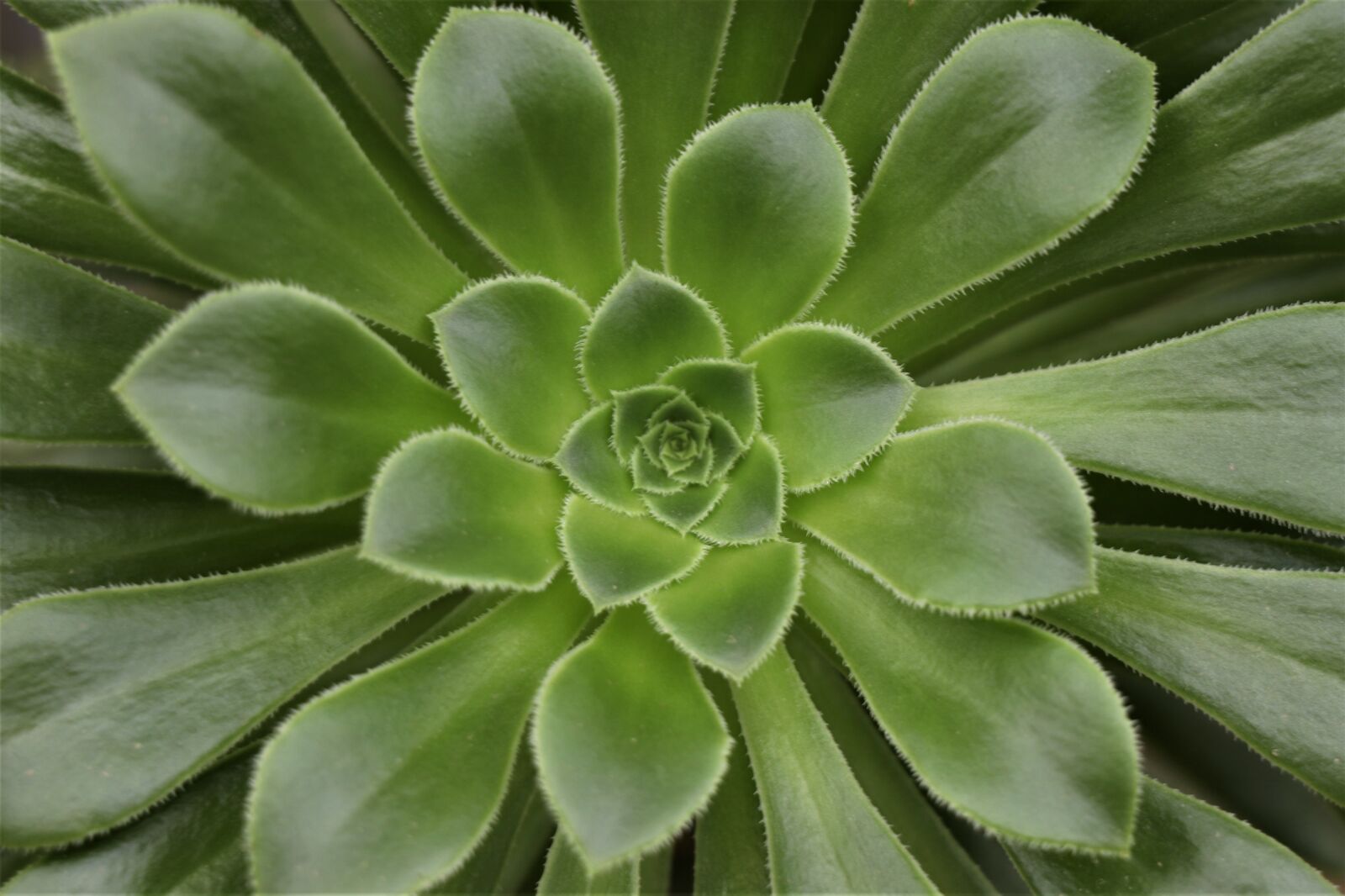 Canon EOS 77D (EOS 9000D / EOS 770D) sample photo. Sheet, green, nature photography